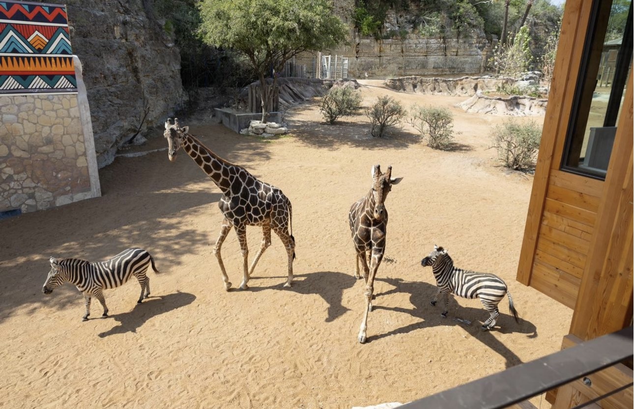 San Antonio Zoo offers guests overnight stays alongside giraffes