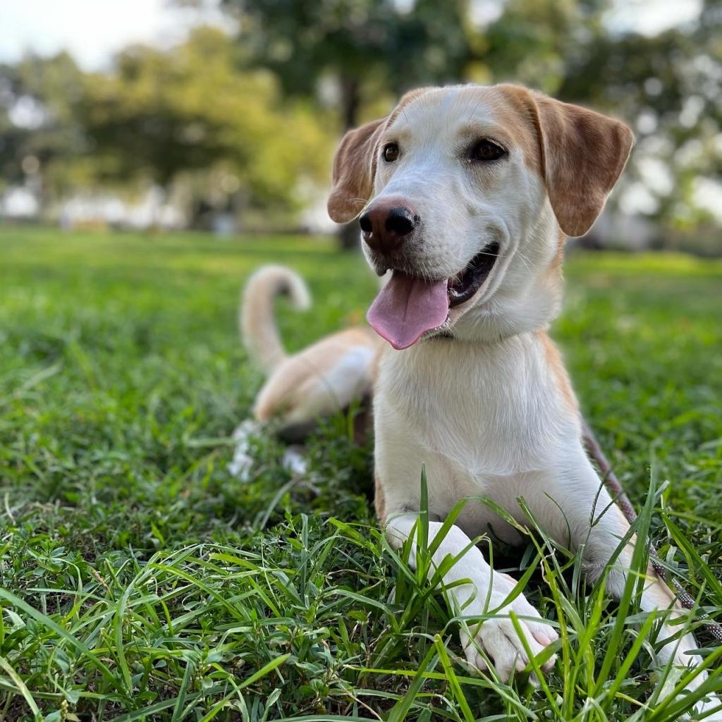 Spend your Labor Day weekend with one of these adoptable pets