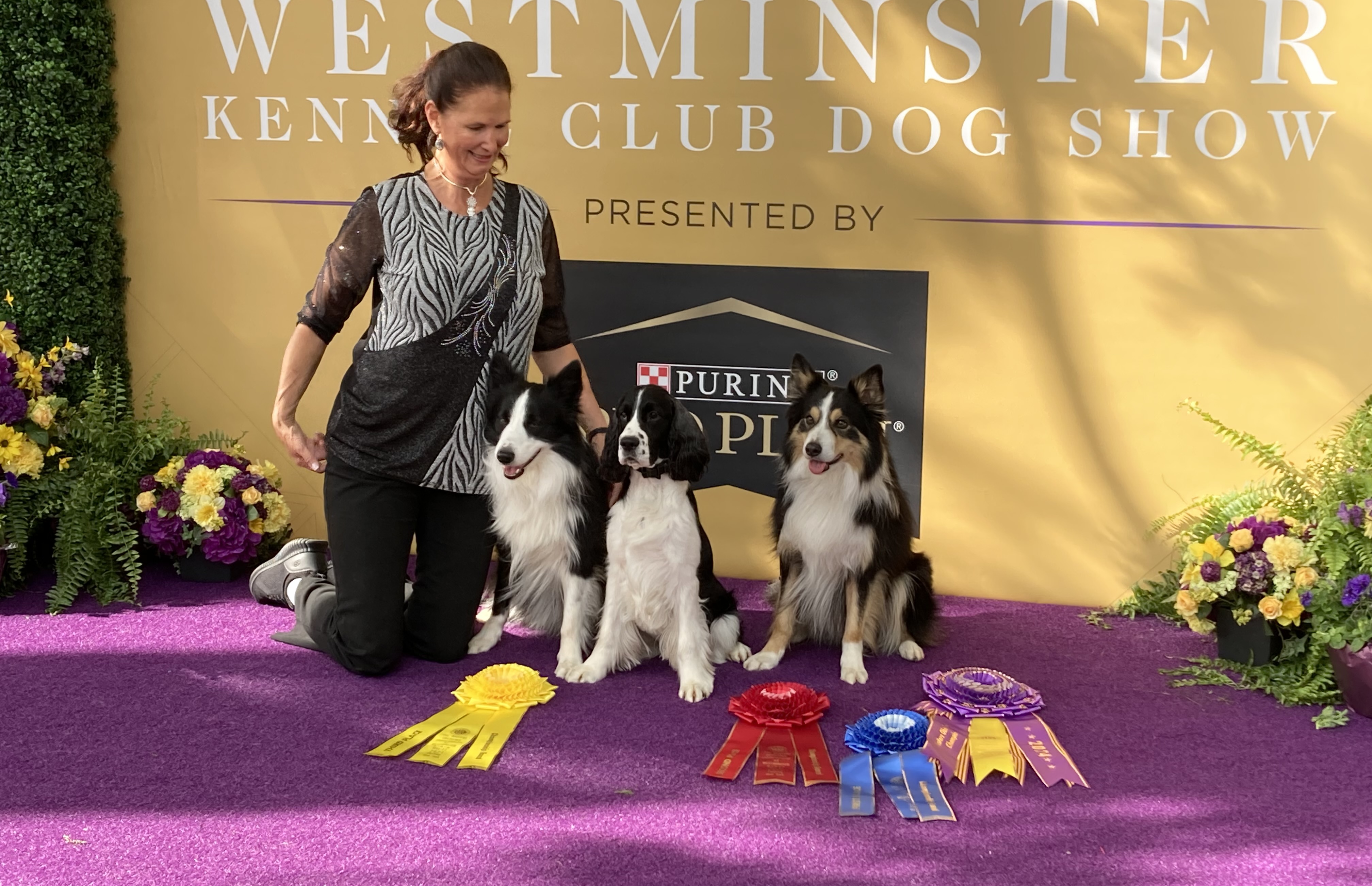 Westminster Dog Show Maltese Kennel Club Kennel Club Show Collie