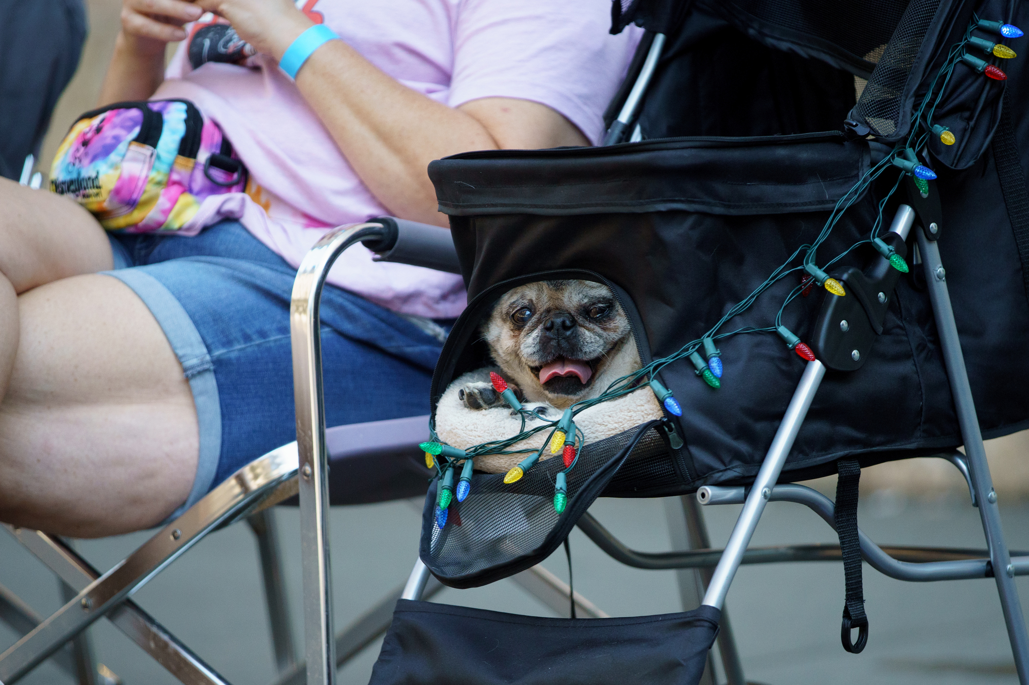 Portland Pug Crawl 2022 - oregonlive.com