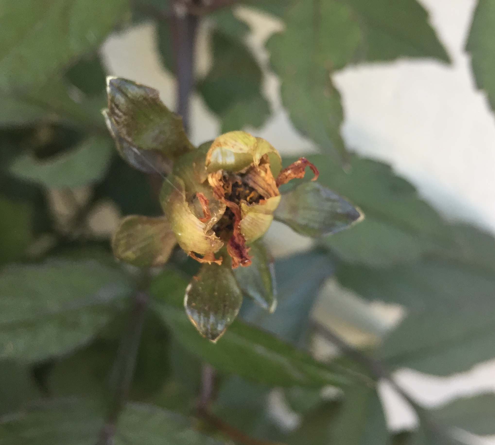 Ask An Expert What S Happening To These Dahlia Buds Oregonlive Com