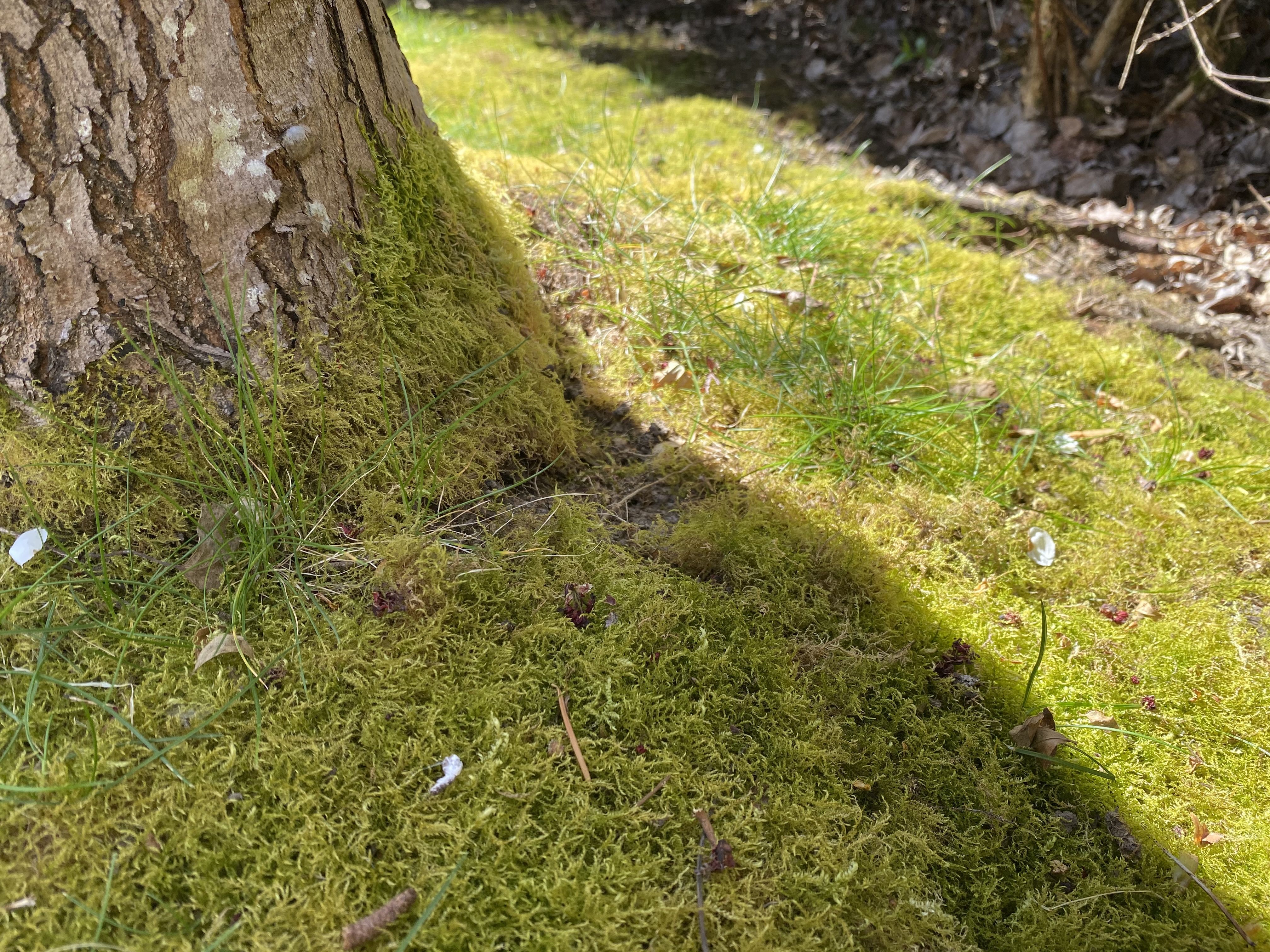 How to Control Lawn Algae and Moss - Natural Alternative