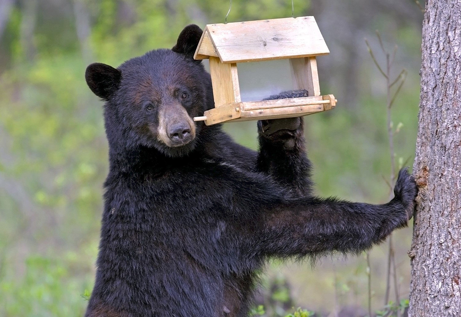 Hungry Black Bears Prepping For Hibernation May Sniff Out Your Trash Mlive Com