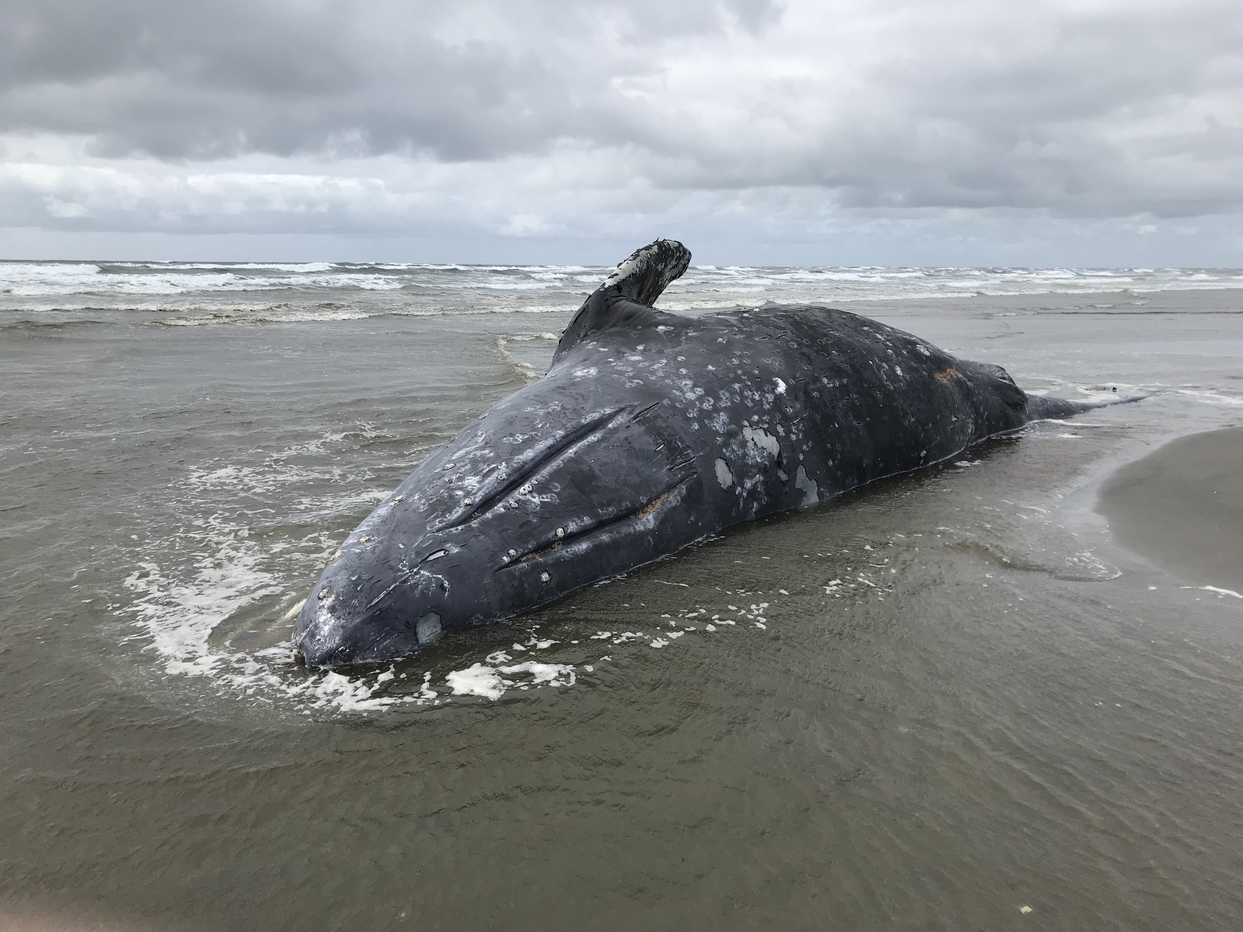 After spike of gray whale deaths along West Coast, experts wonder
