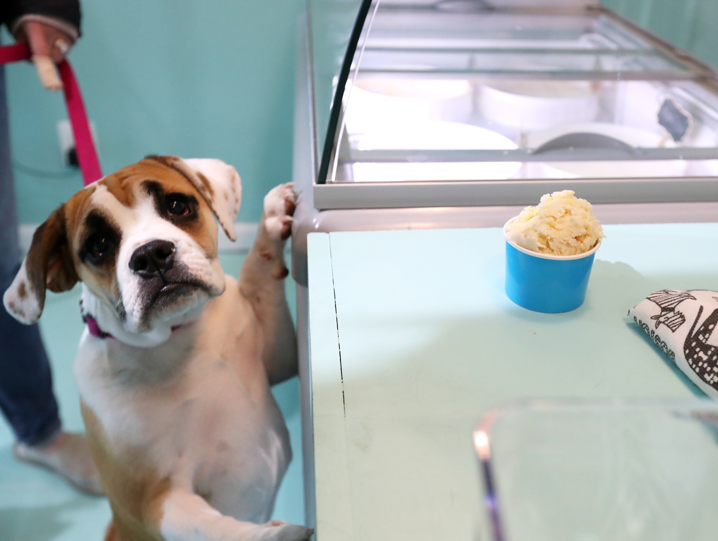 Dog ice cream places near me sale