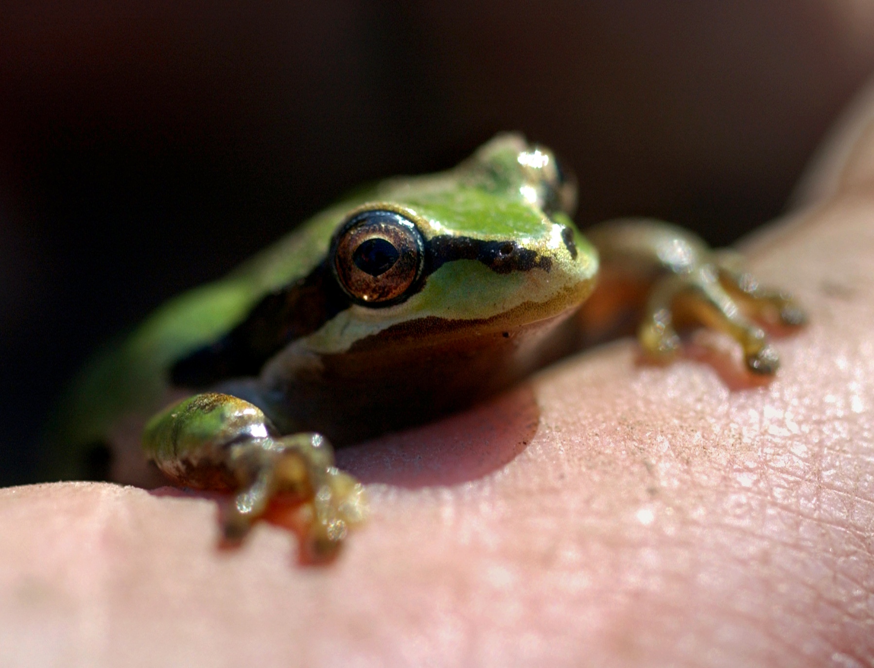 Small frog - Keeping it Natural - Topaz Community