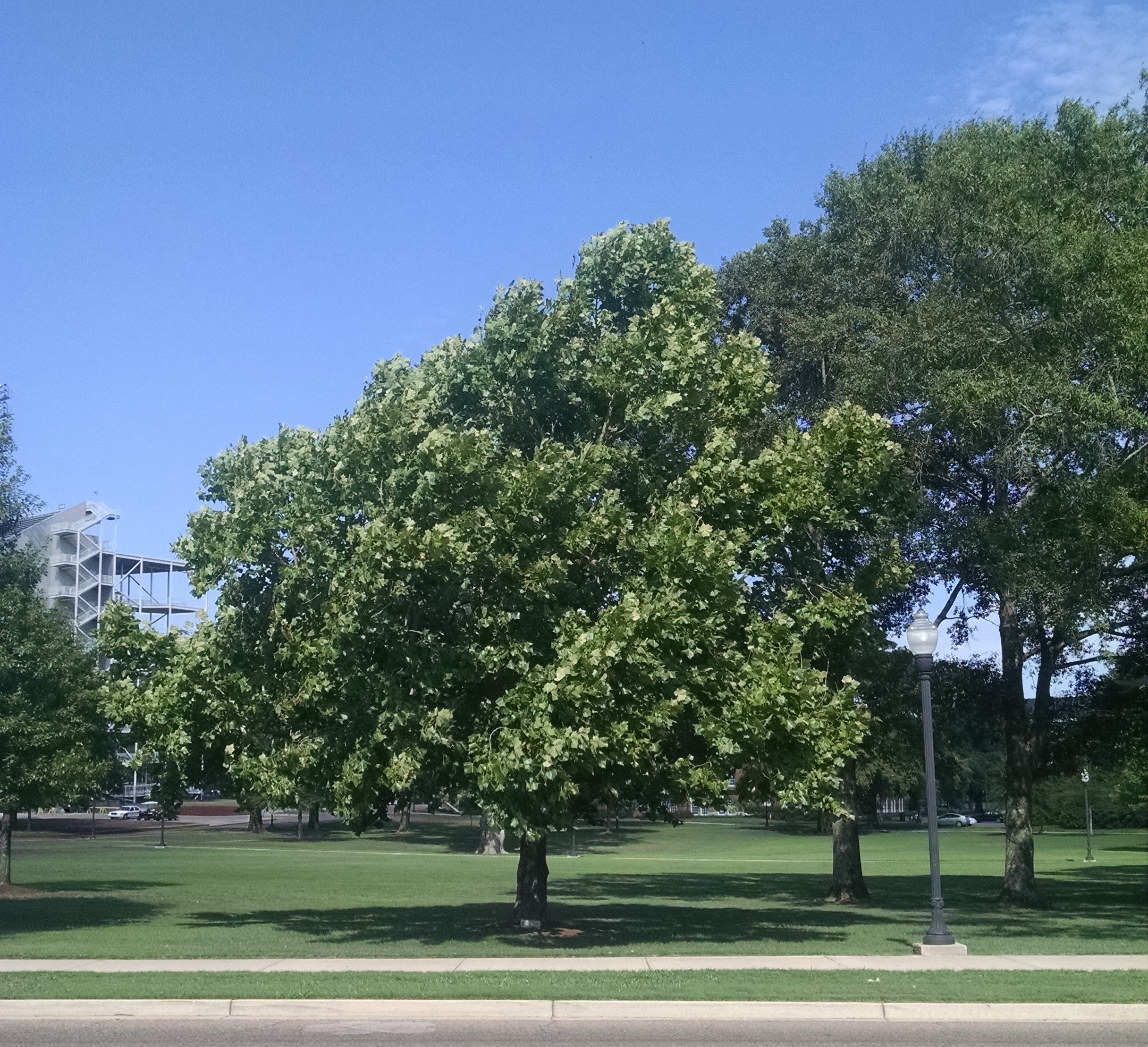 Moon Trees are living testaments to mankind's first trips to the