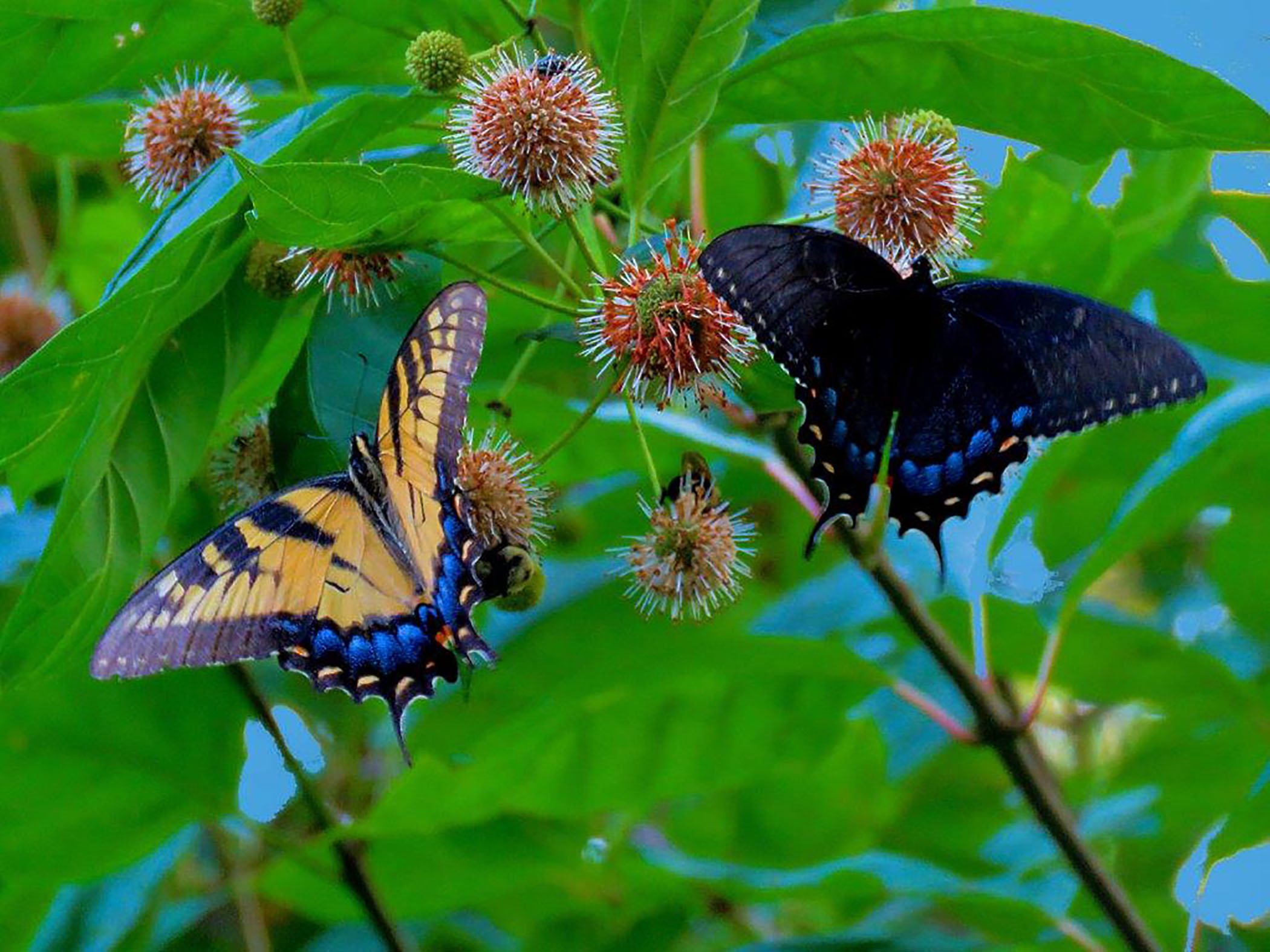 What Happened To Our Butterflies This Summer Pennlive Com