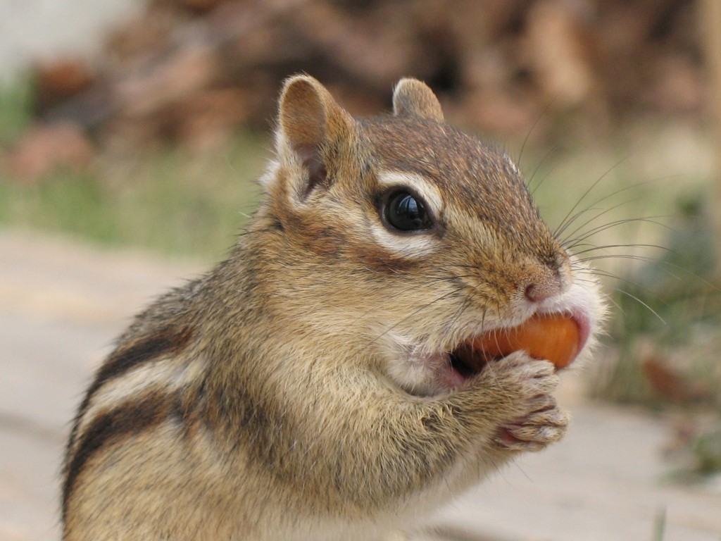 Why are we seeing so many chipmunks this year? 