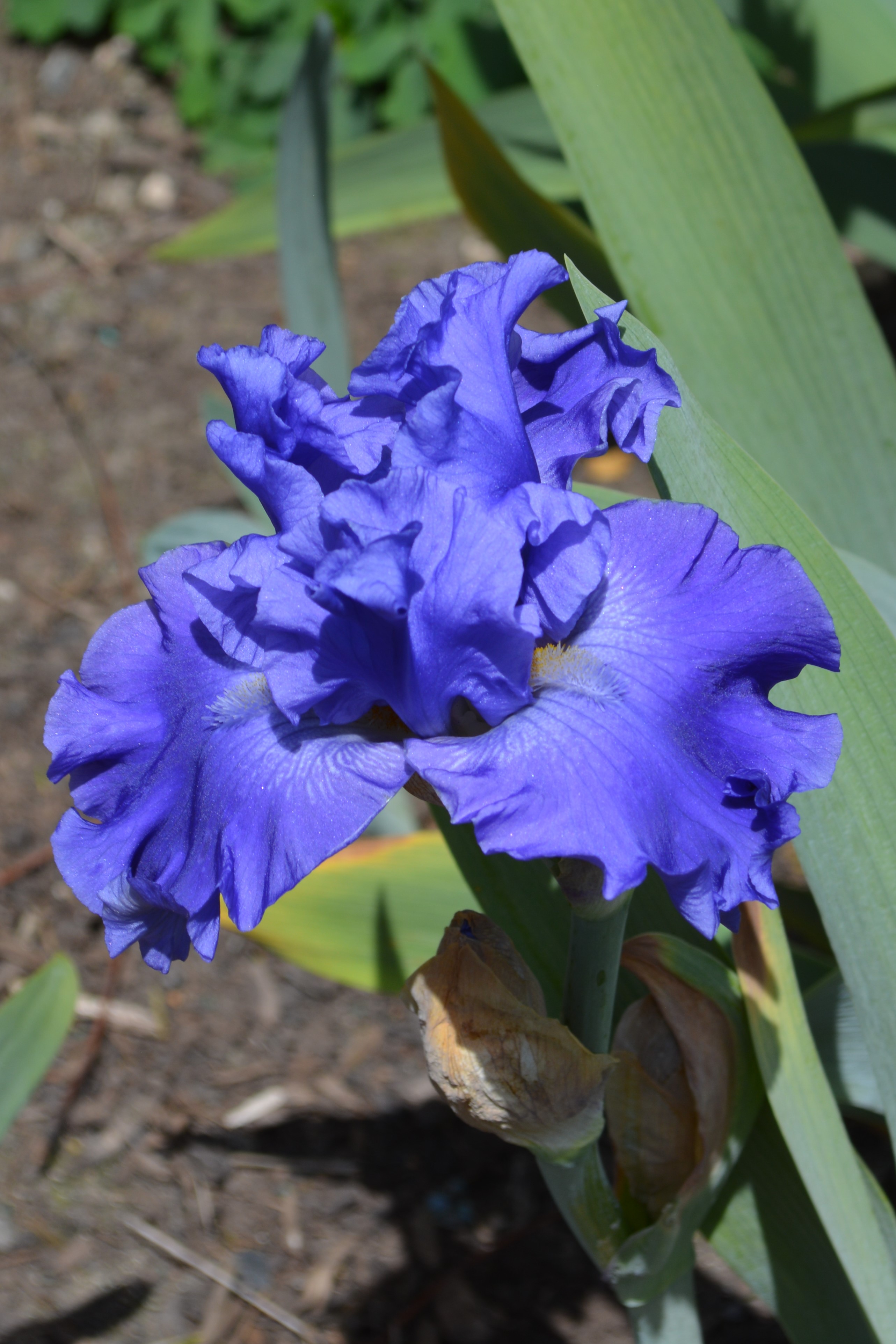 Tall Bearded Iris (Iris 'Lace Point') in the Irises Database