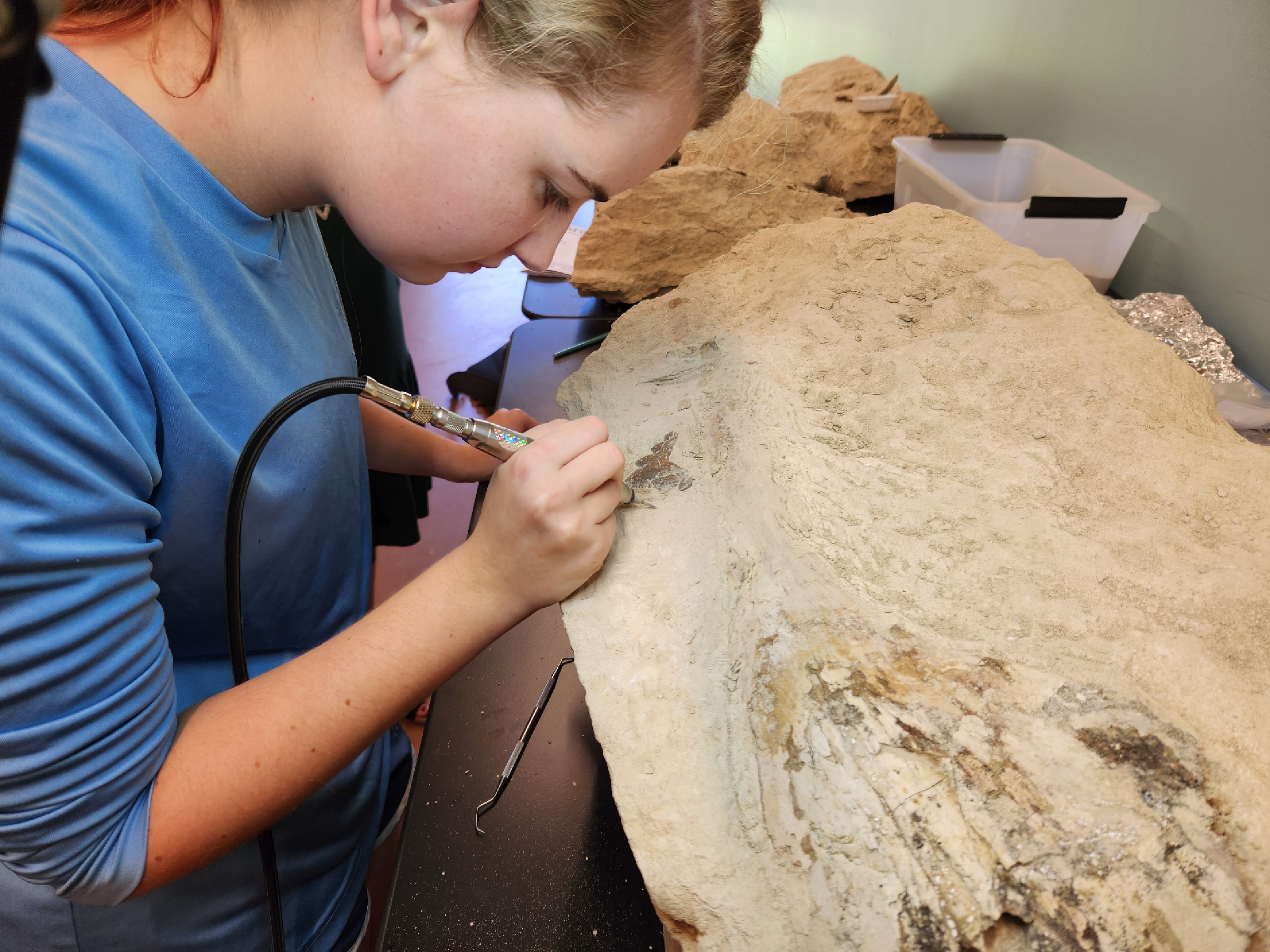 Alabama teen finds 34 million-year-old whale skull, may be new species -  al.com