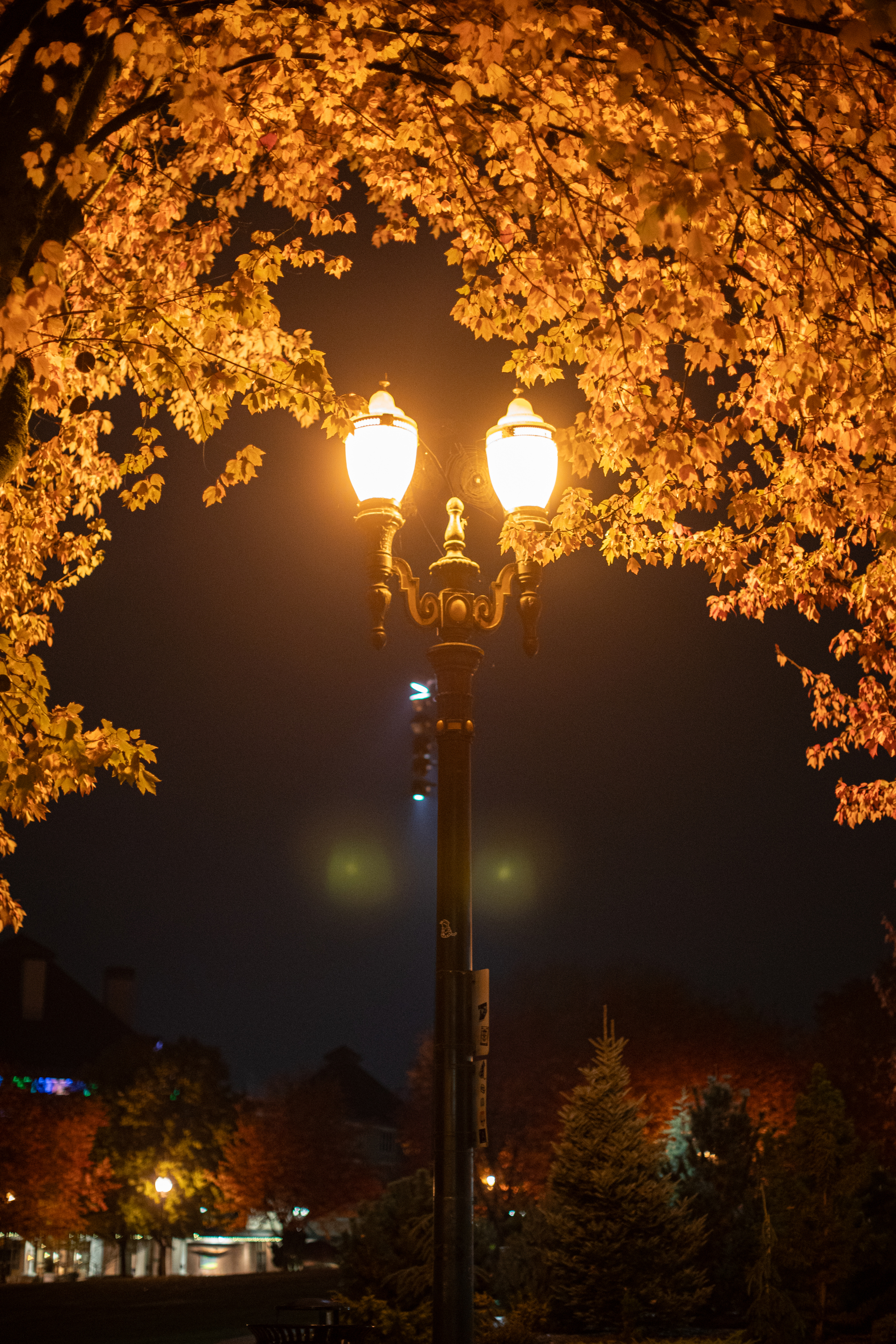 A fall Portland night November 7, 2024 - oregonlive.com