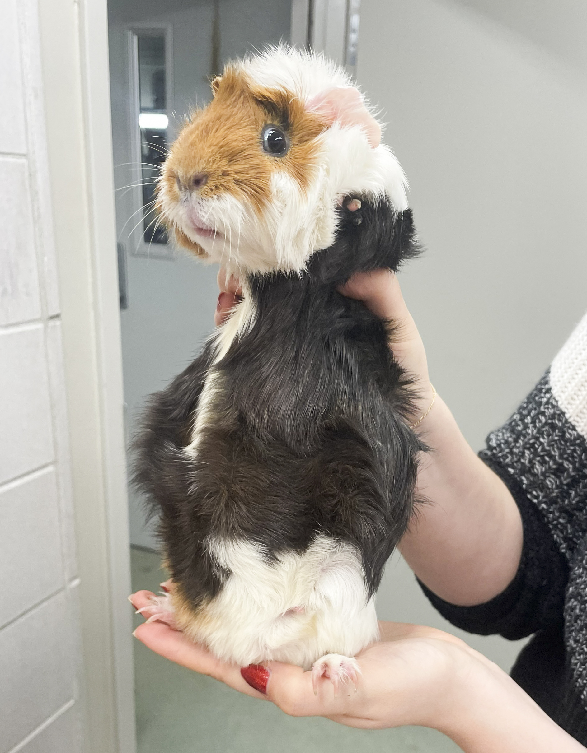 Guinea pigs available to adopt for free from Jan. 57 at Mass. animal