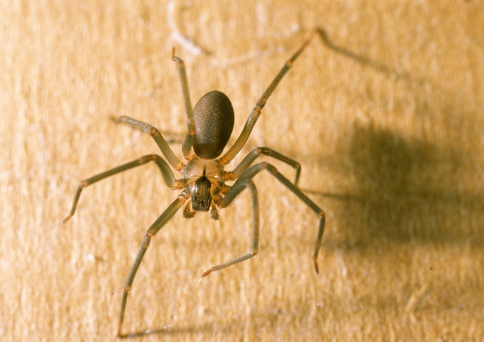 The Brown Recluse Spider