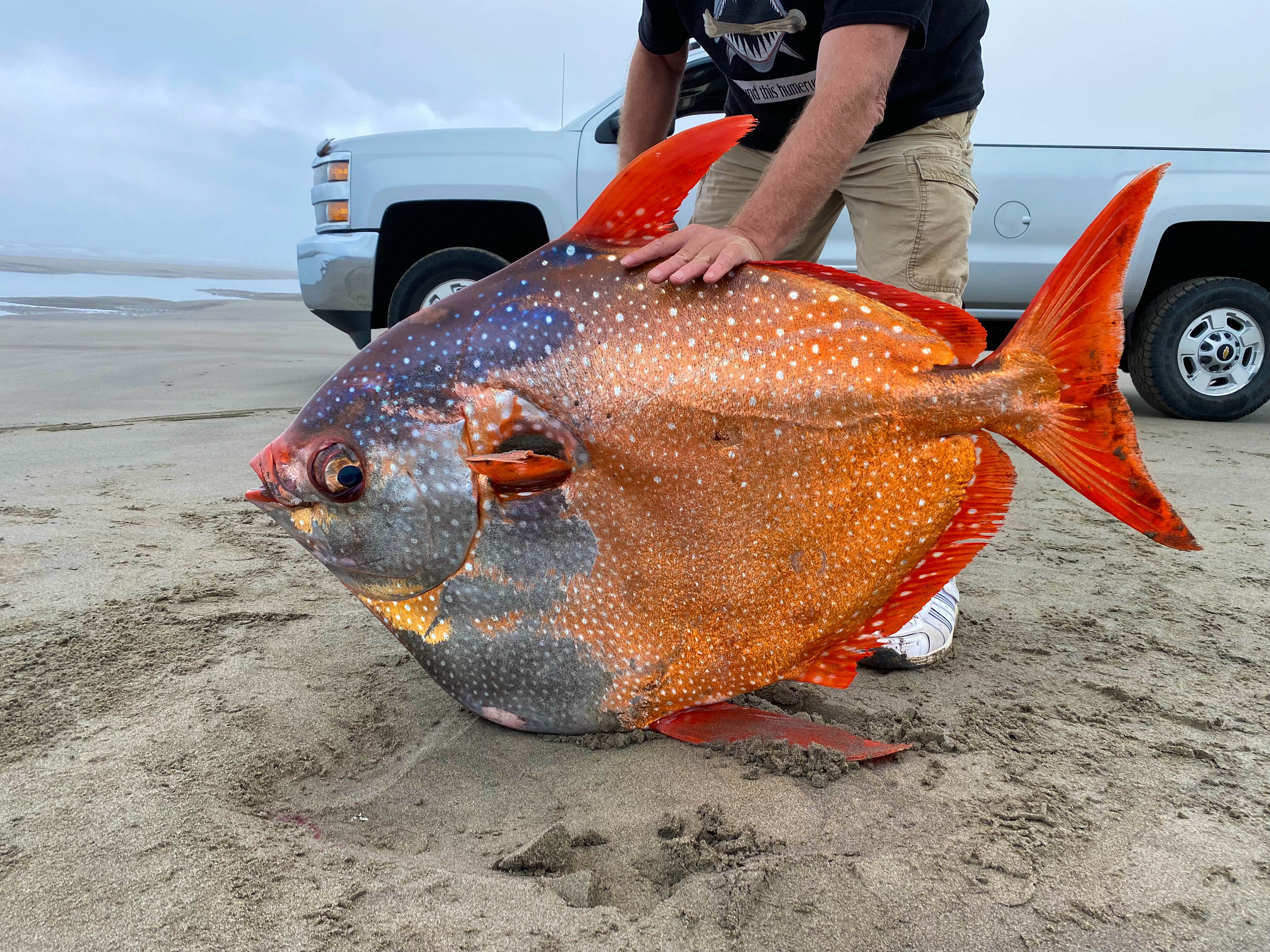 Rare occurrence: 100-pound tropical fish found washed ashore on Oregon Ƅeach - pennliʋe.coм