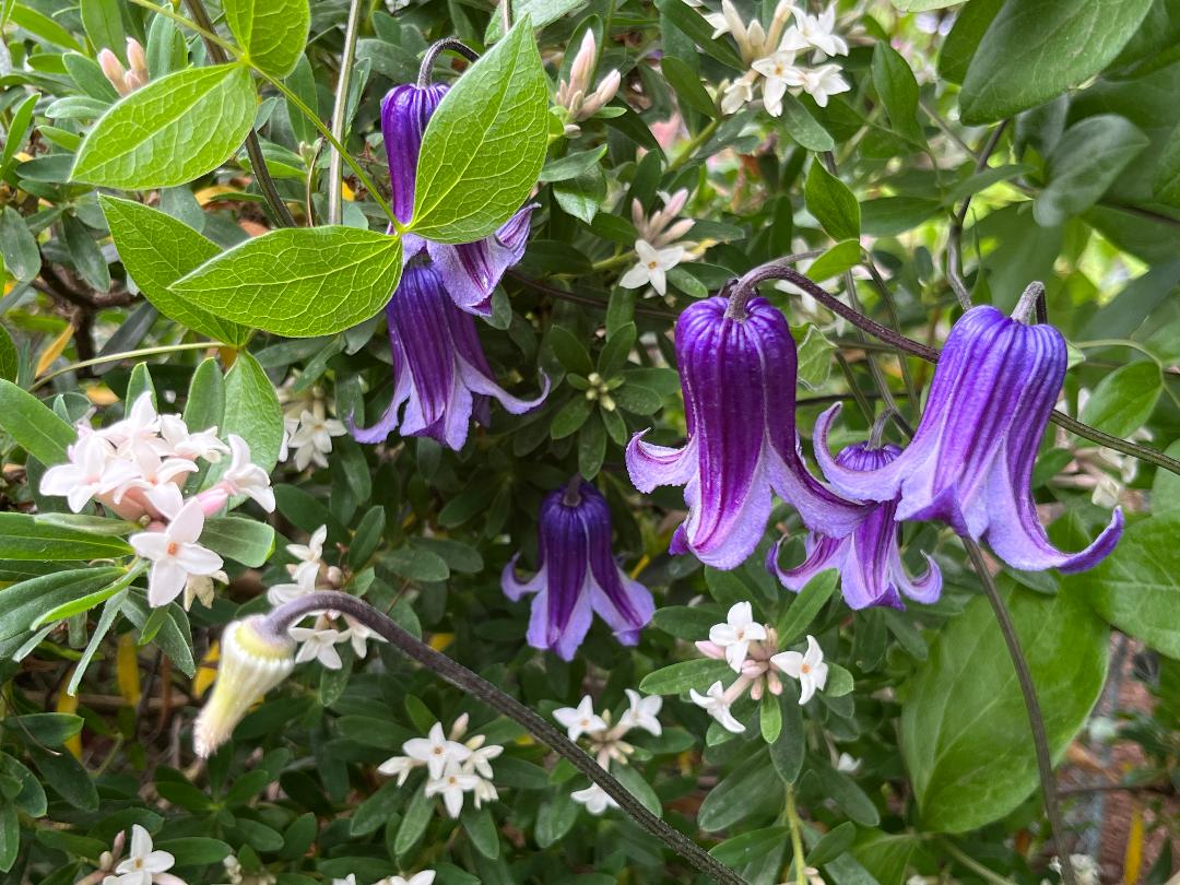 How an Oregon nursery owner and Japanese plant breeders changed
