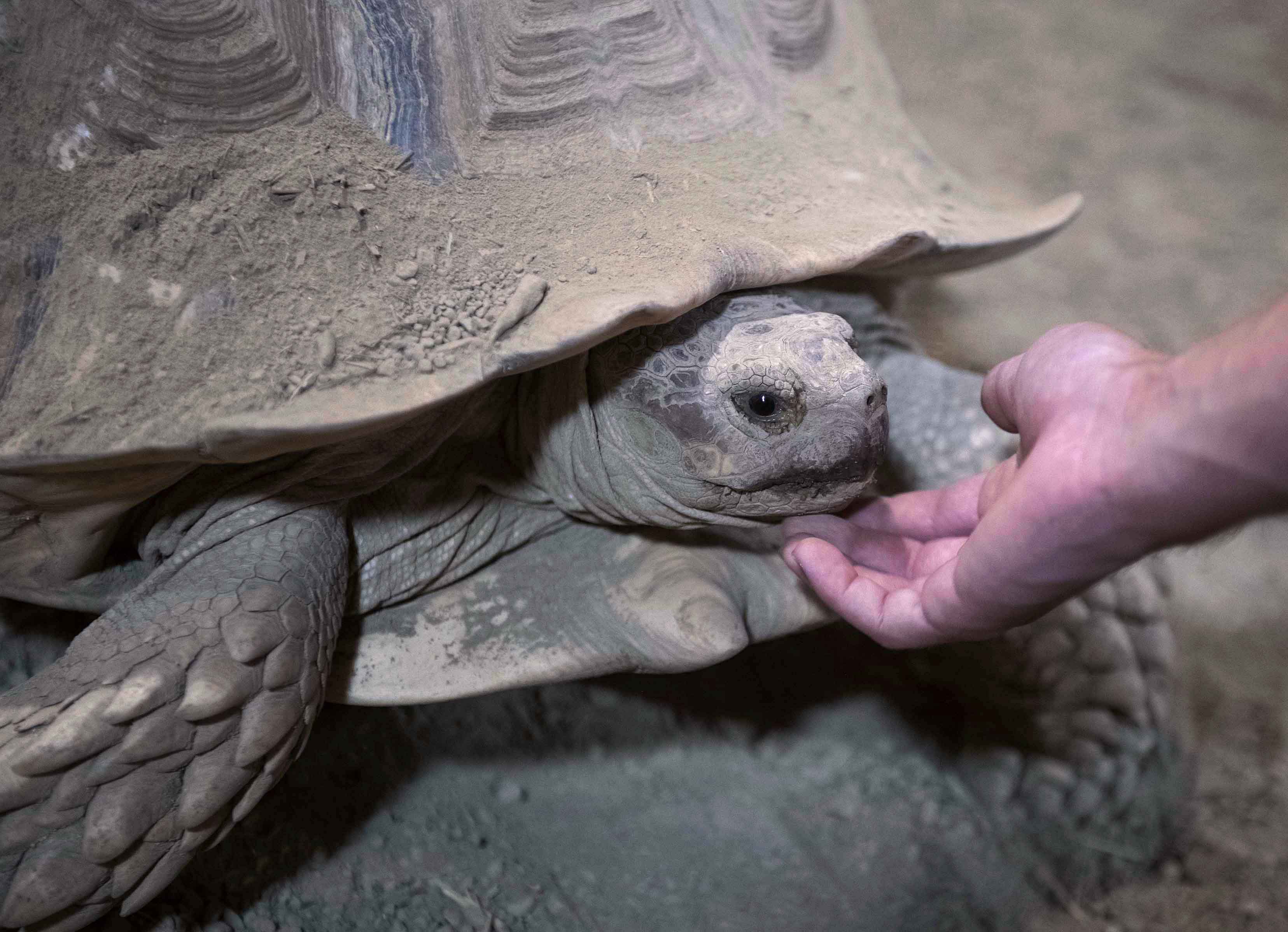 Tortoises - pennlive.com