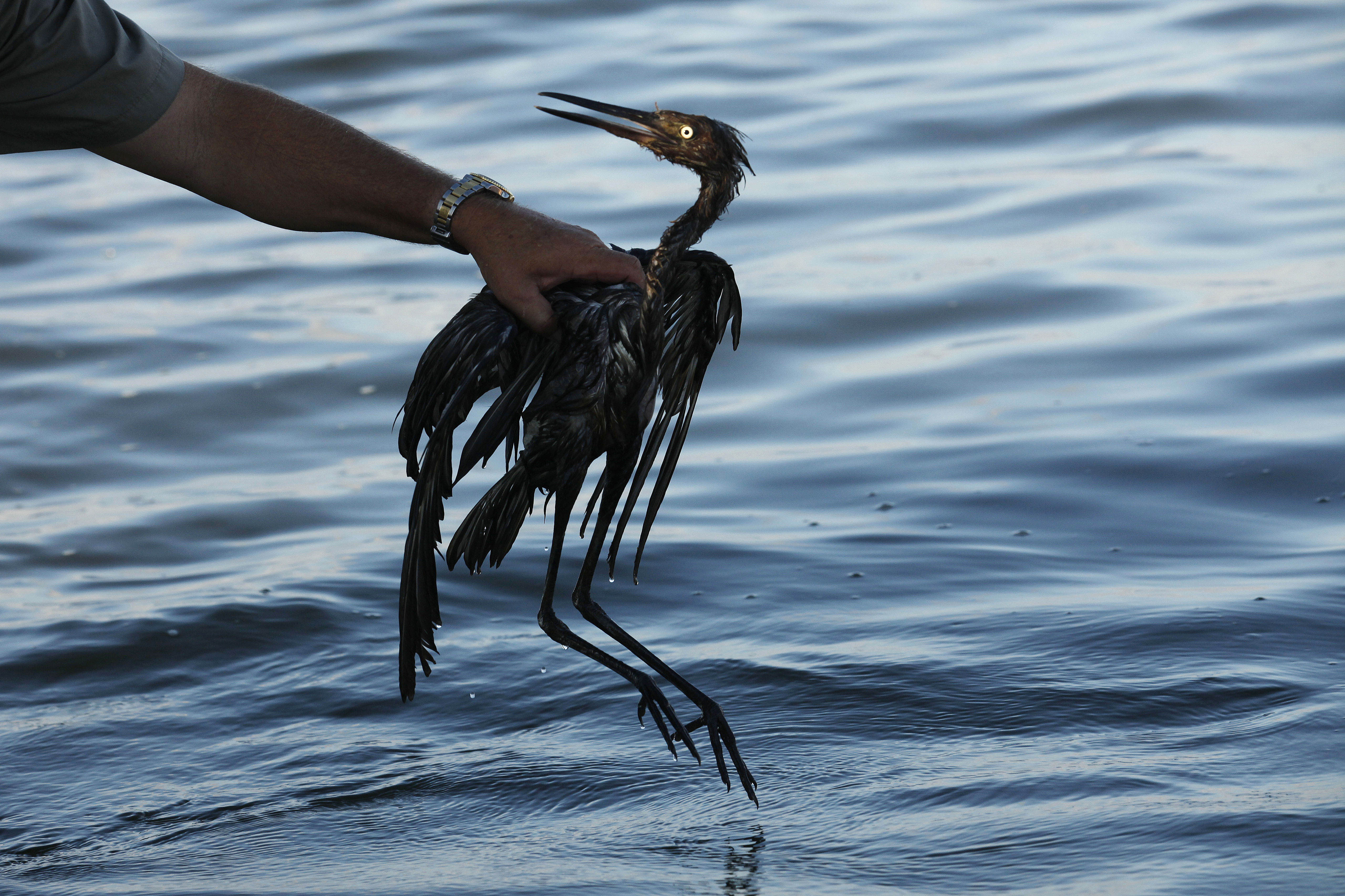Окружающая среда и птицы. Птицы в нефте. Загрязнение нефтью. Загрязнение океана нефтью.
