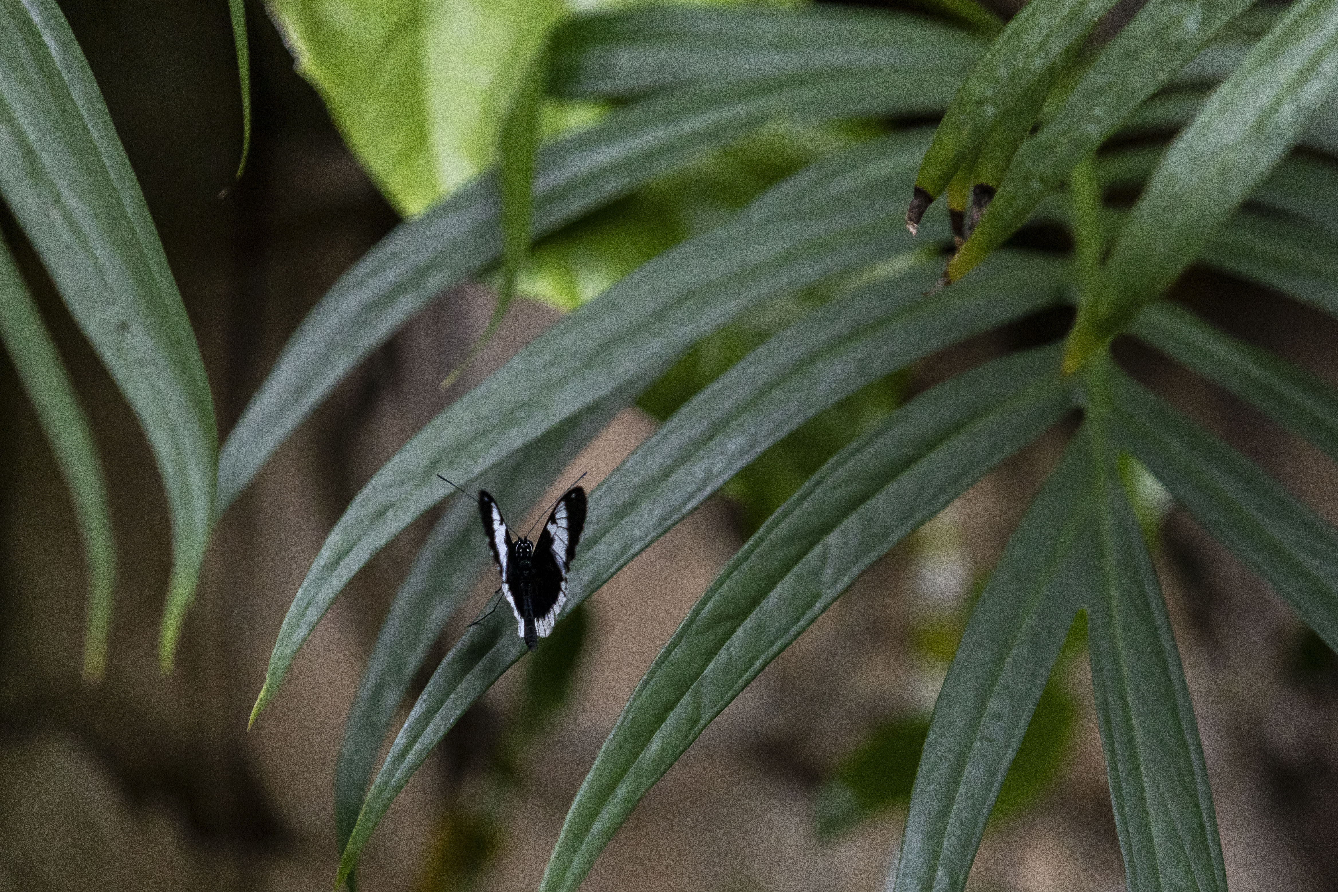 Thousands of tropical butterflies unveil elegance, beauty at Meijer ...