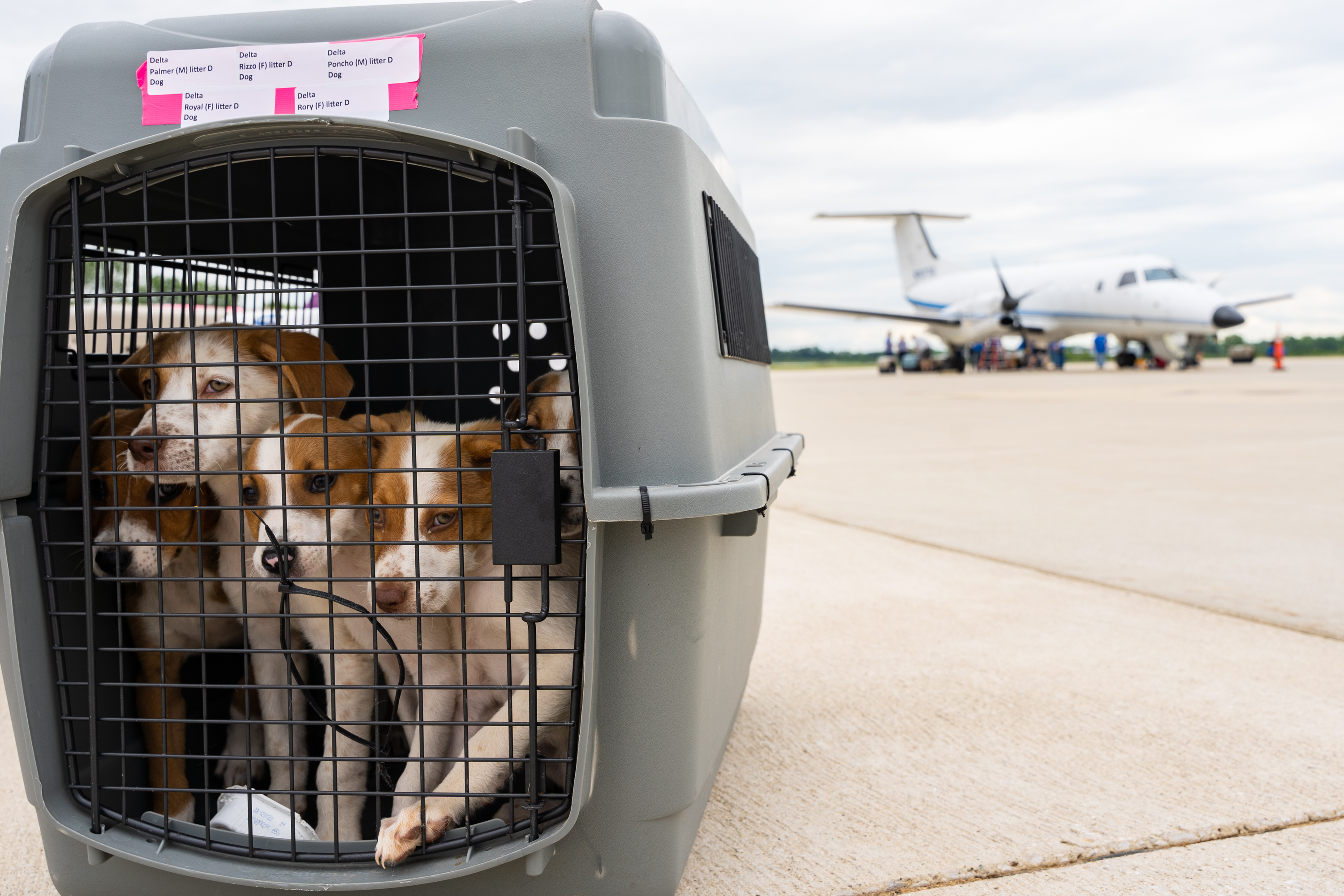 Around 140 animals arrive at West Michigan Regional Airport for multi ...