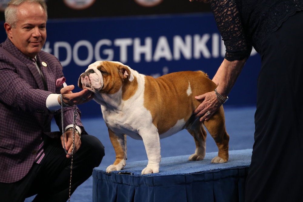 what breeds are in the national dog show