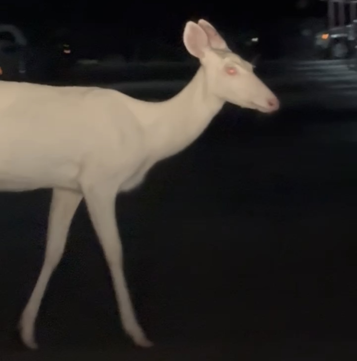 Albino deer spotted in Farmington Hills, Michigan - mlive.com