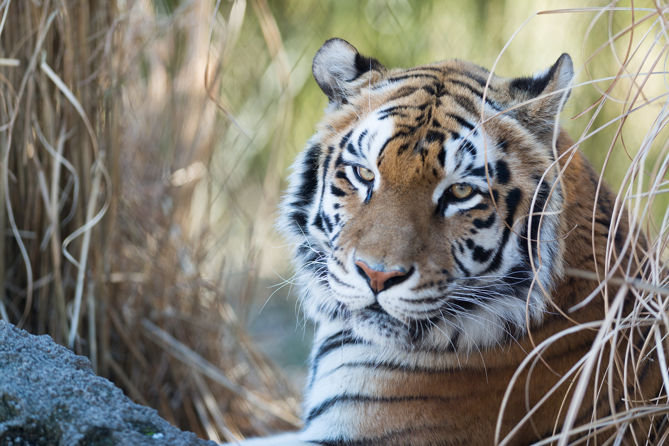 Tigers Celebrate 17th Annual ¡Fiesta Tigres!, Presented by Miller