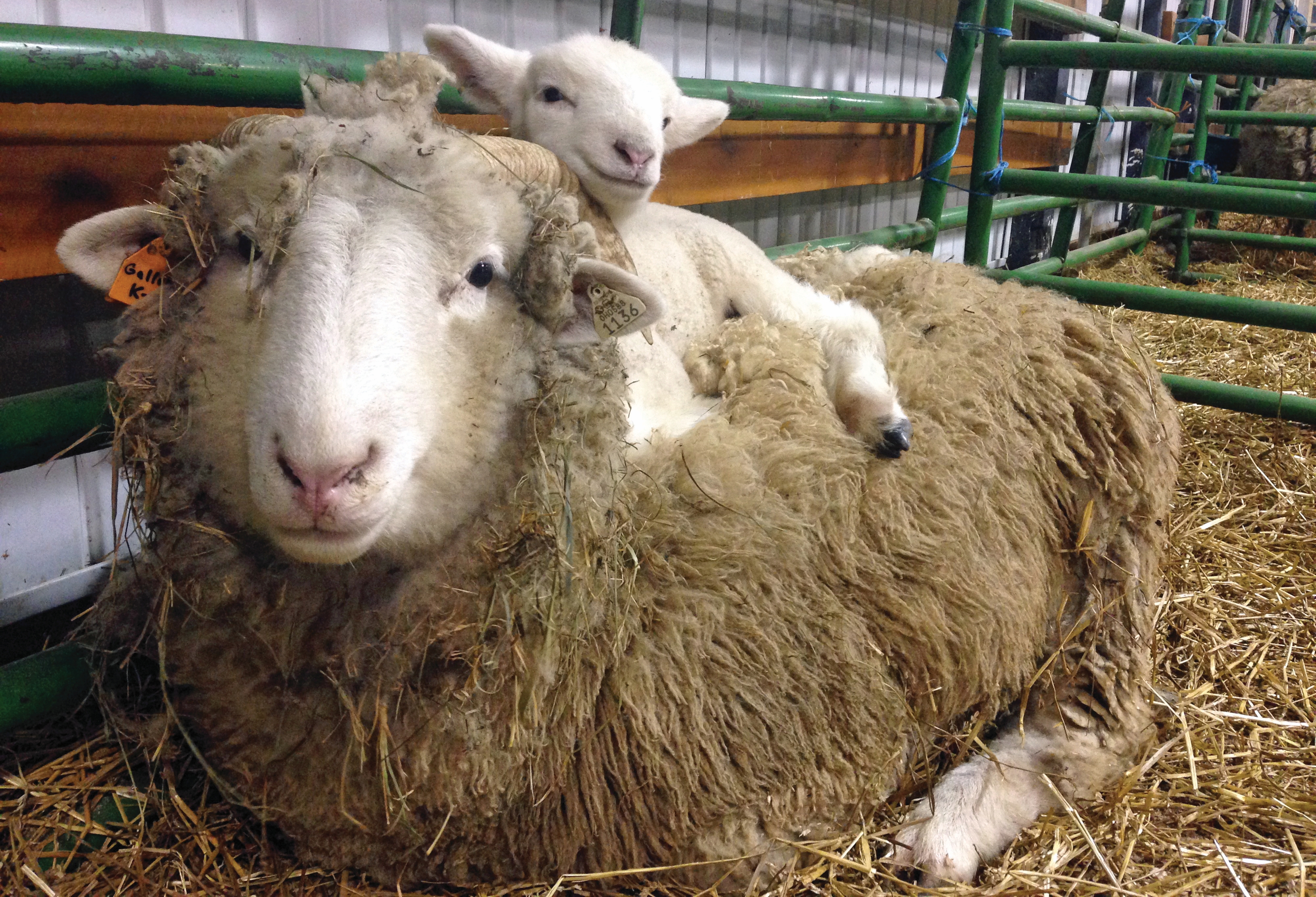 Black Sheep Challenge debuts at Lake Metroparks Lamb Jam