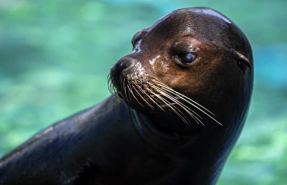 Hersheypark Aquatheatre celebrates 50 years of seal and sea lion shows ...