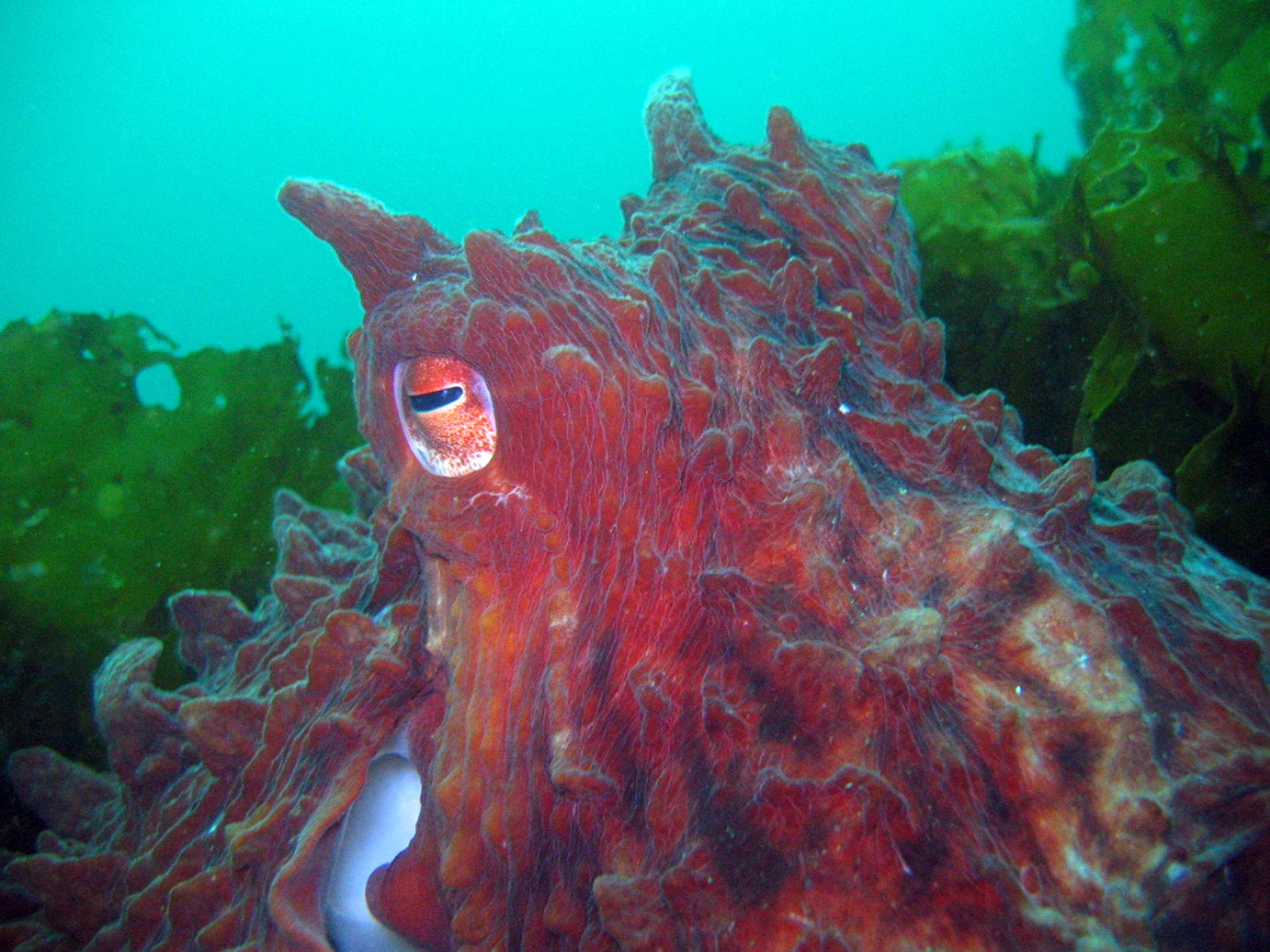 The giant Pacific octopus - oregonlive.com