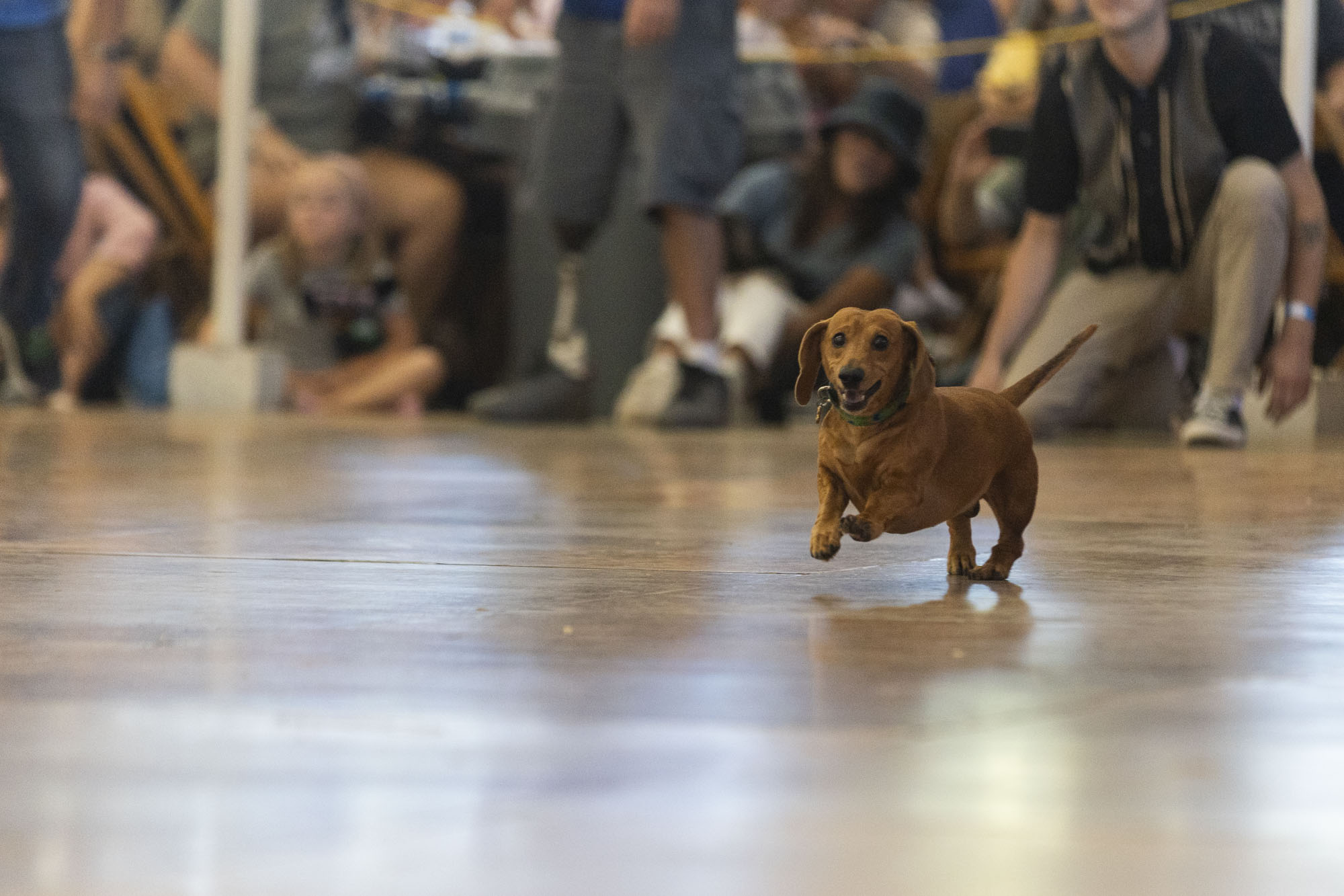 Oktoberfest Wiener Dog Races and Parade of Wieners - mlive.com