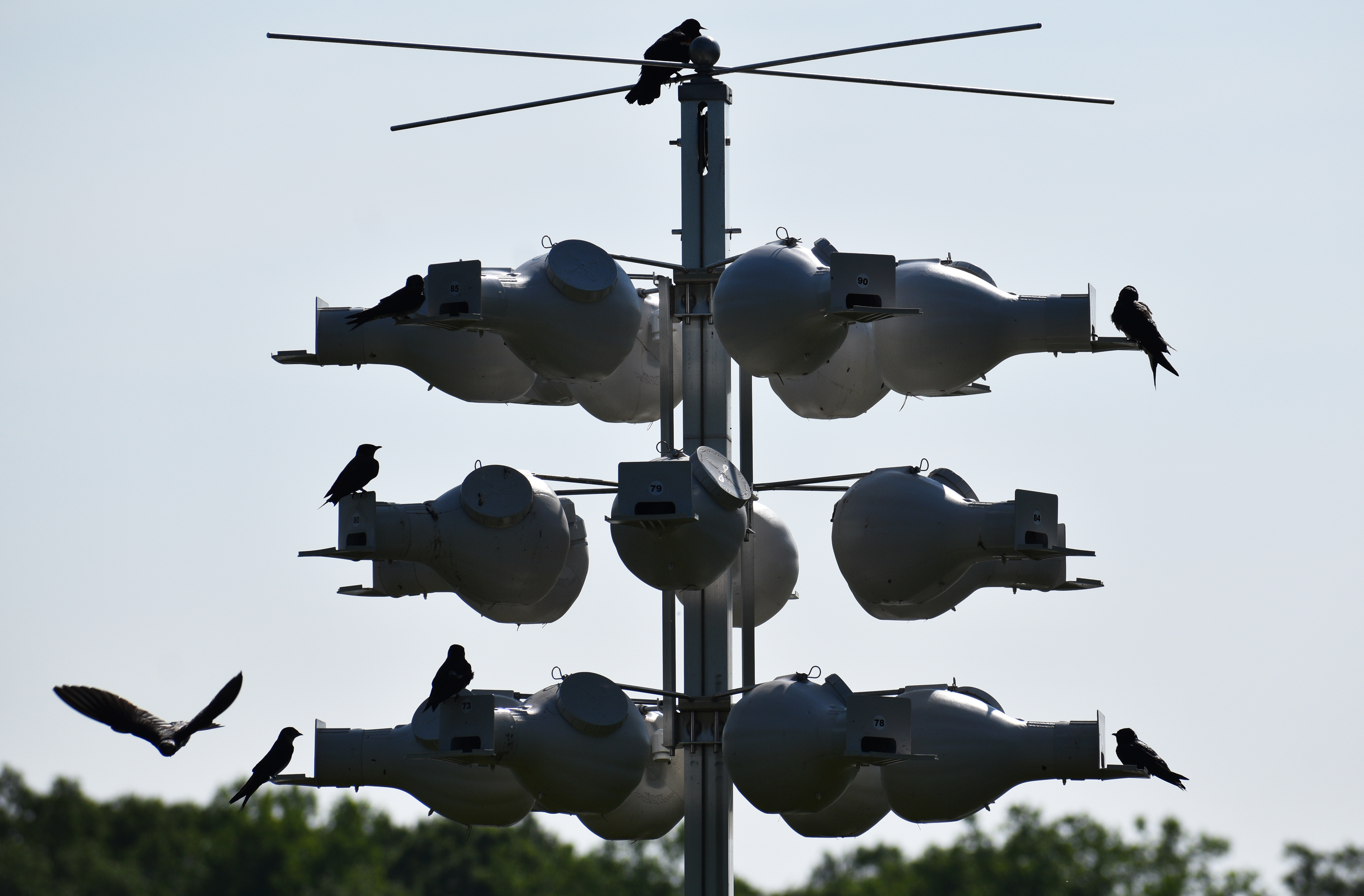Purple martins make comeback at this St. Luke's Hospital campus