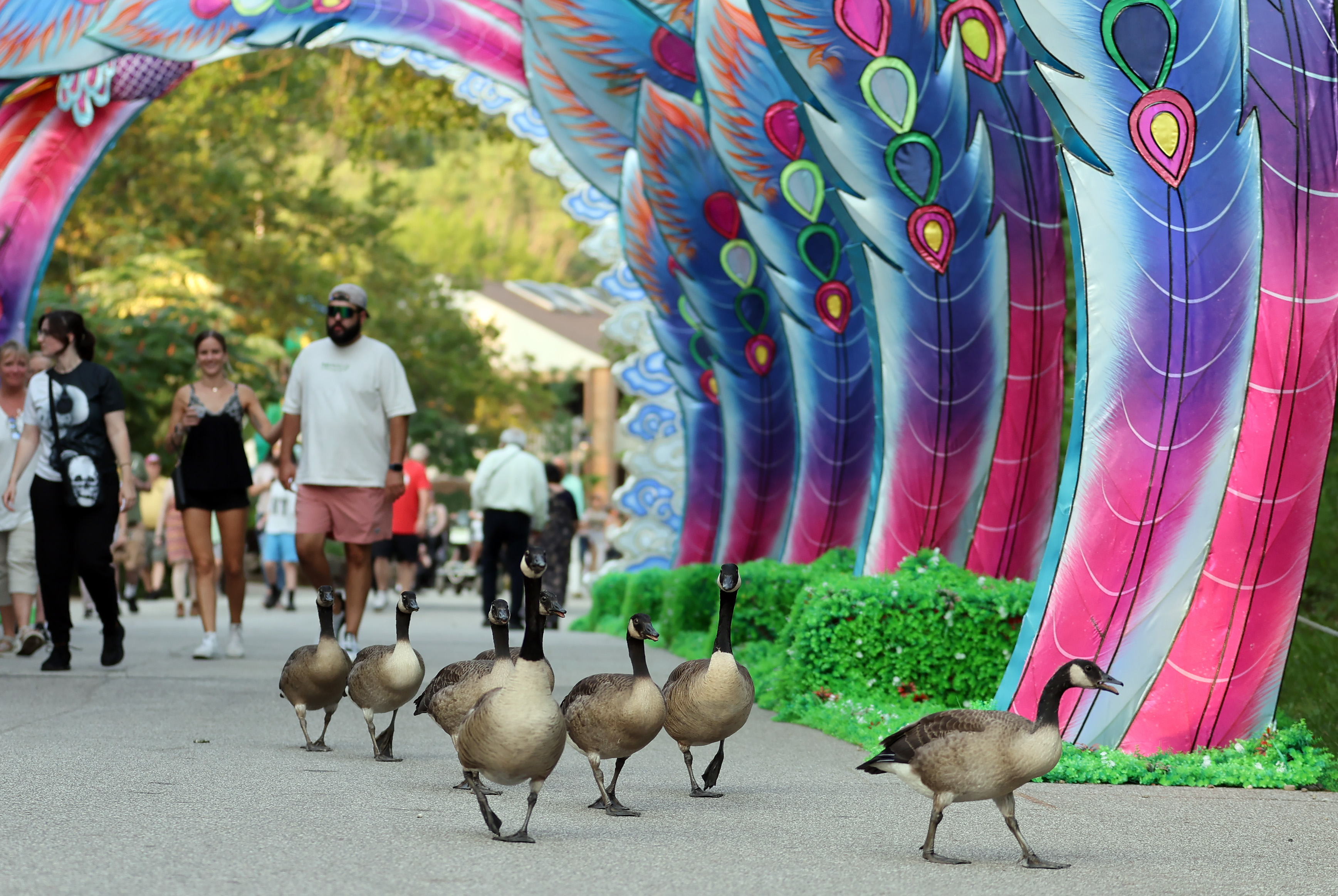 Asian Lantern Festival returns to Cleveland Metroparks Zoo, July 5