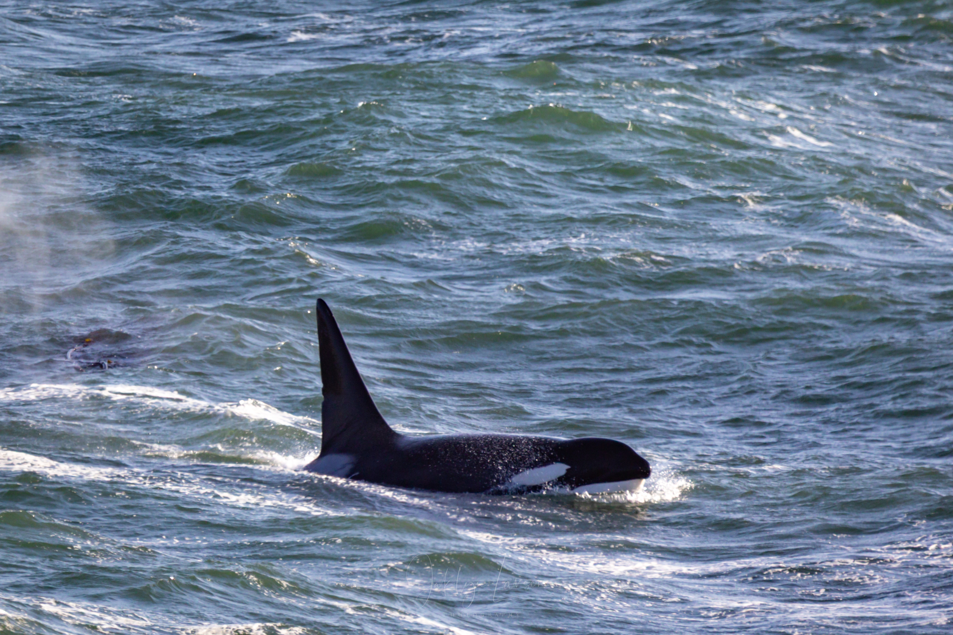 Lone bull killer whale, T049C, visits Newport - oregonlive.com