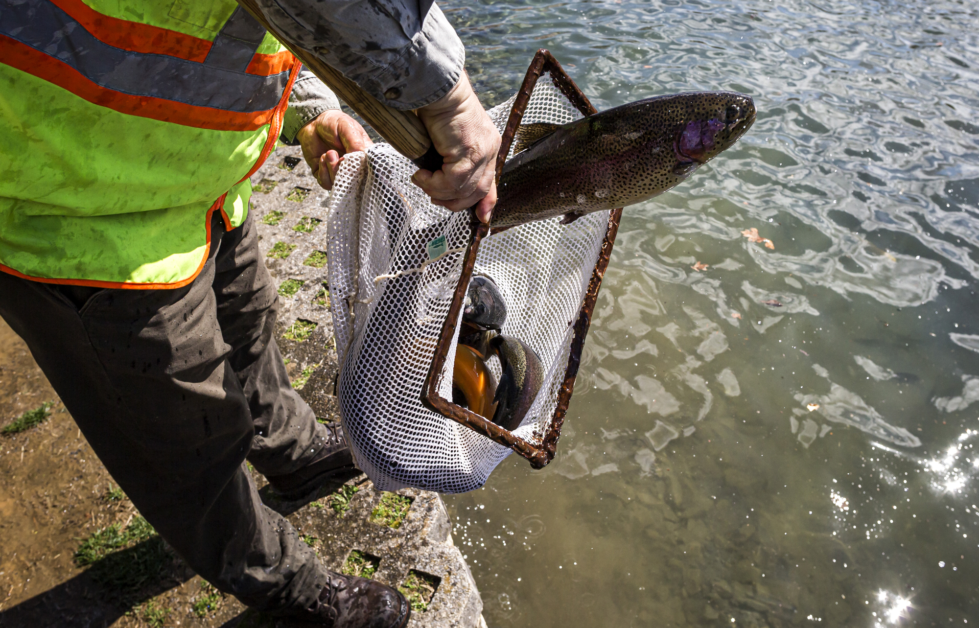 Some of Pa's 3.2 million trout stocked at Boiling Springs