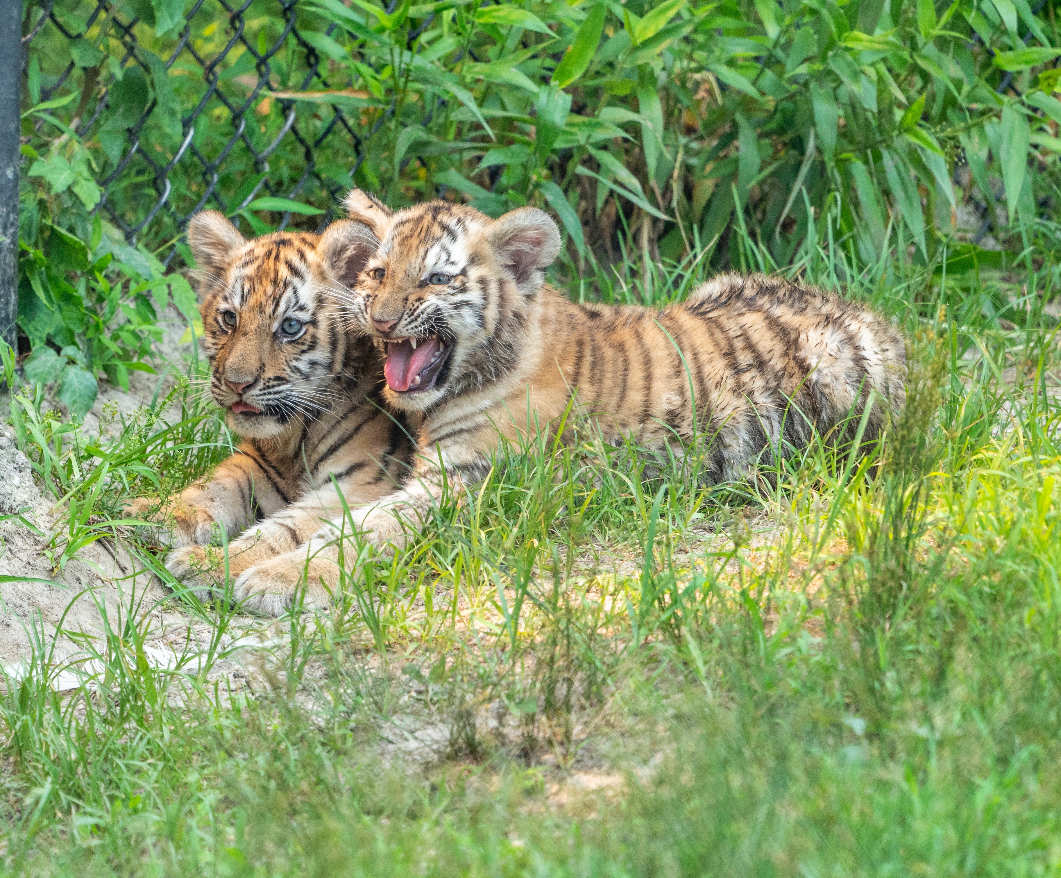 Pictured: Adorable endangered Siberian tiger cubs born in Woburn