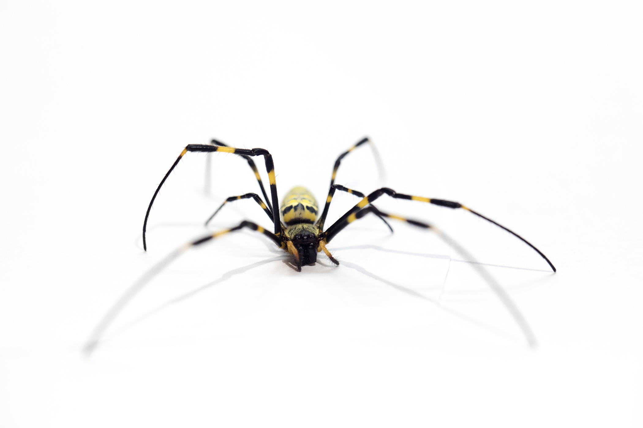 Joro spiders aren't scary. They're shy.