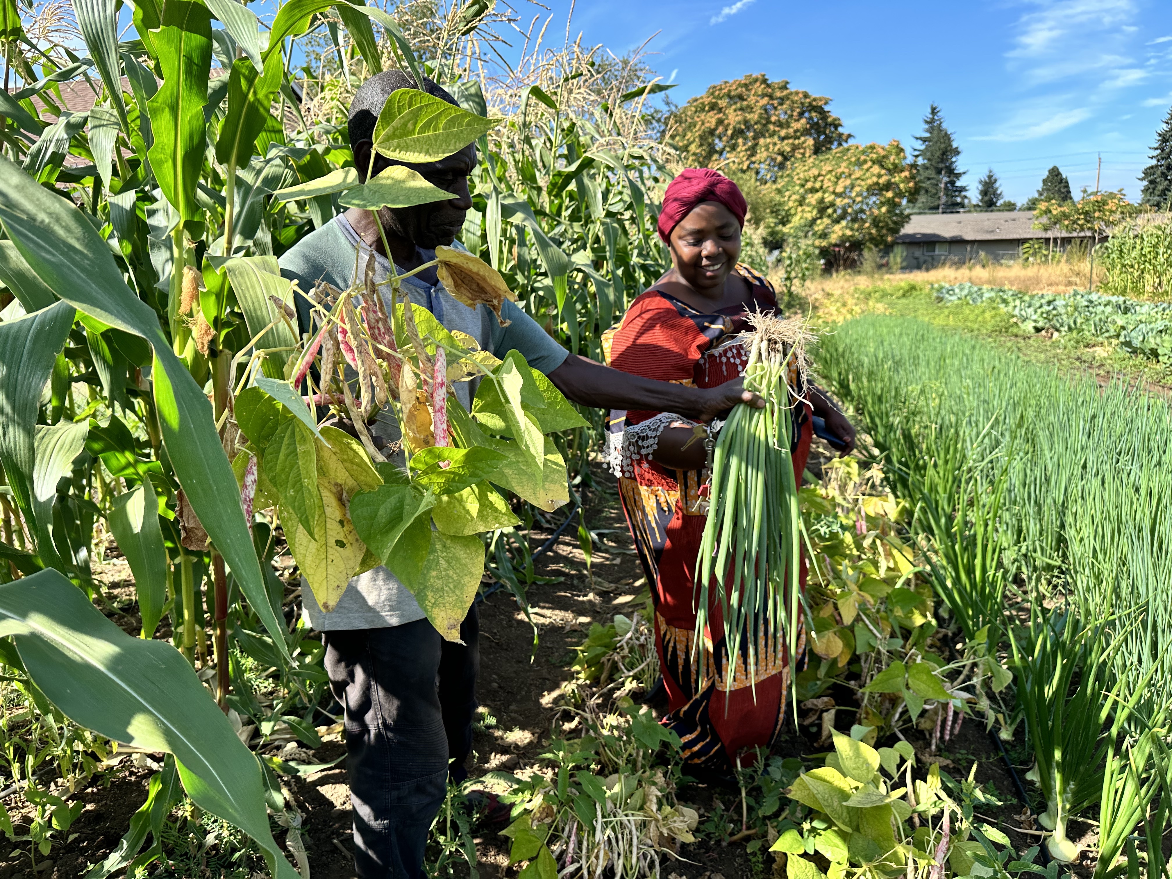 How to plan, start and profit from a Cabbage Farm in Africa