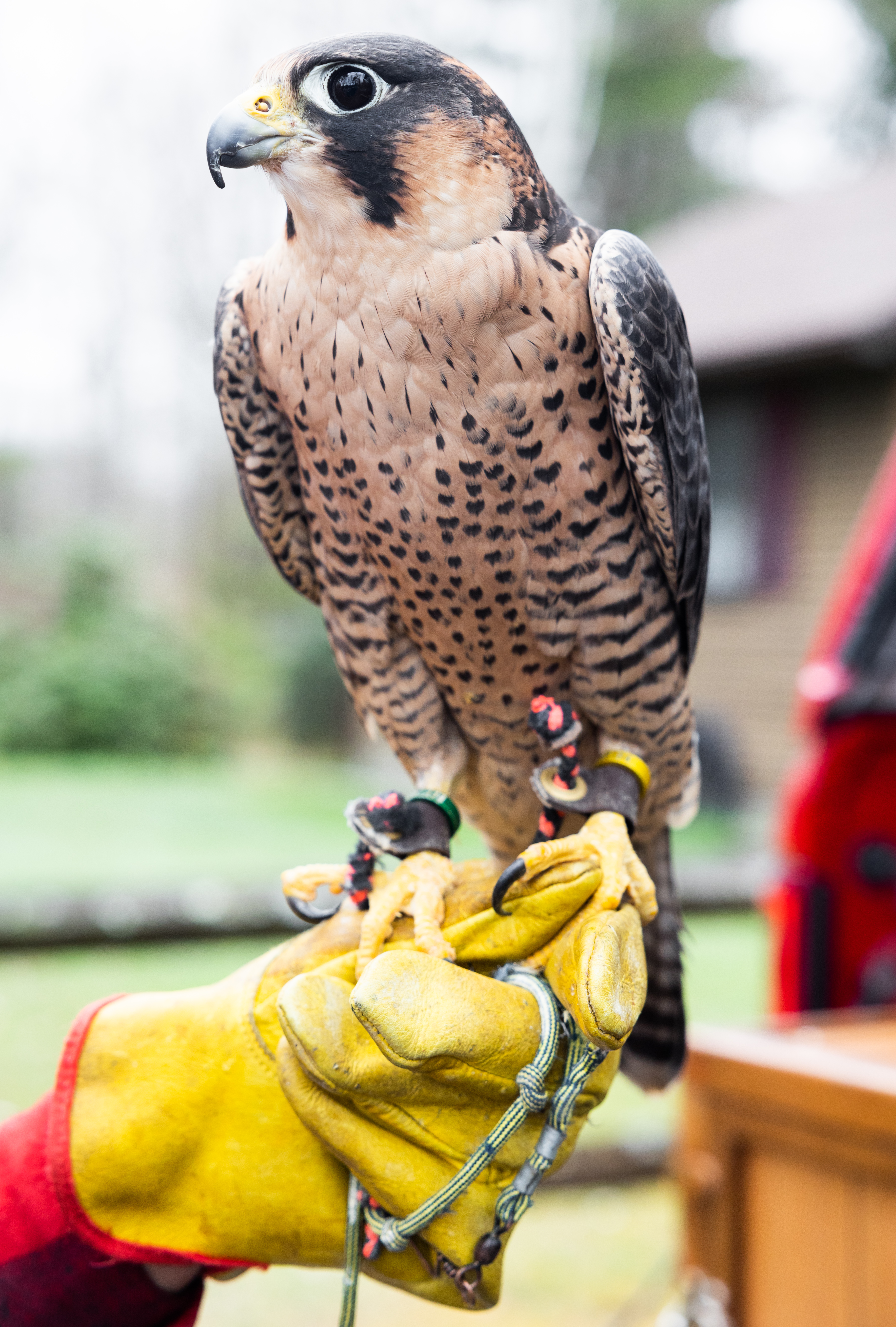 The Massachusetts Birds of Prey Rehab Facility: Offering a second