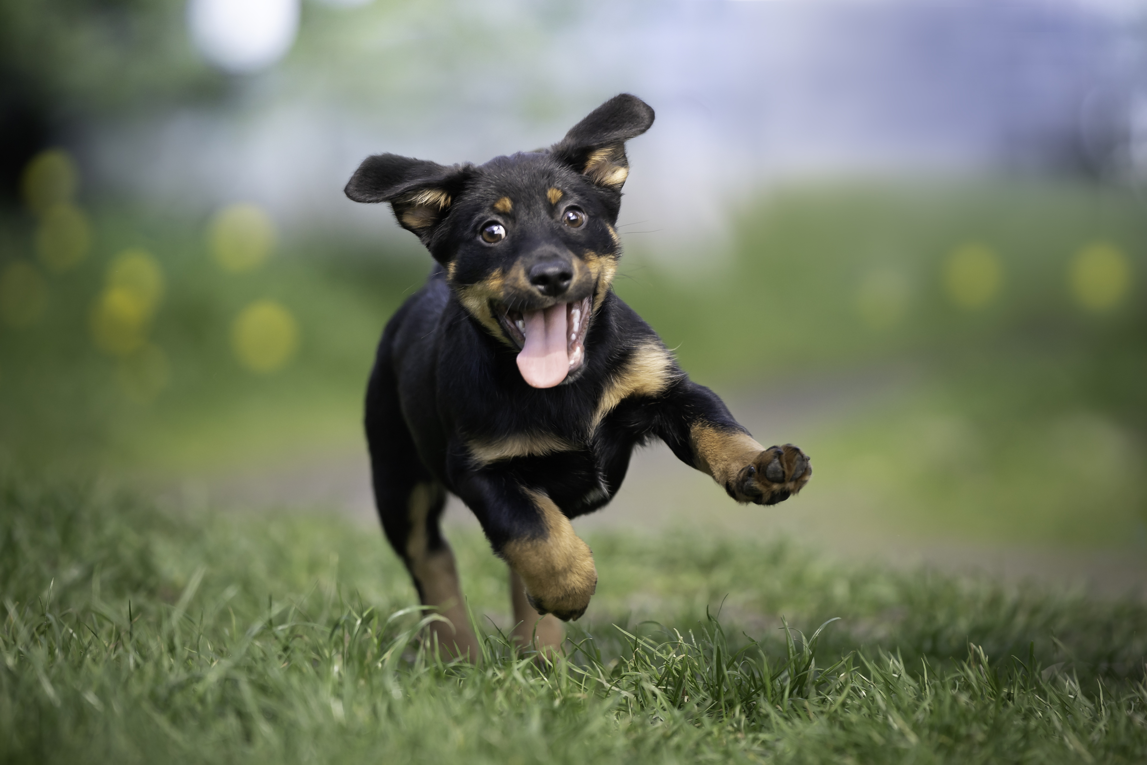 Kennel club name checker best sale