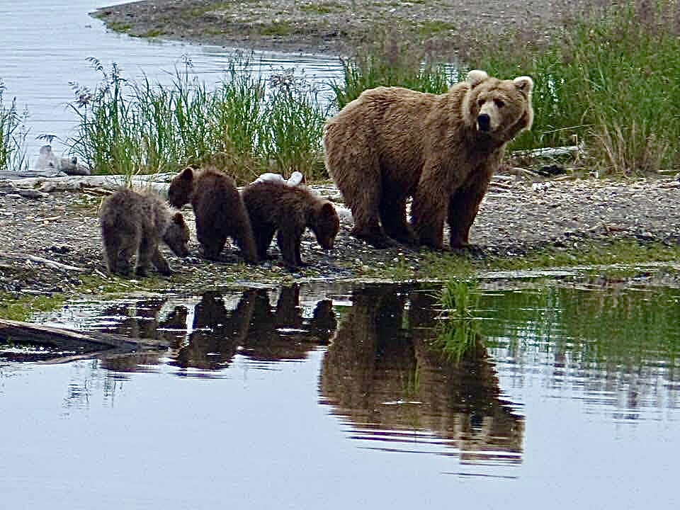 Katmai National Park - oregonlive.com