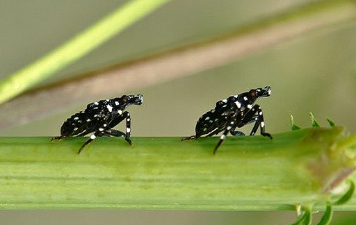 Spotted lanternfly deals baby