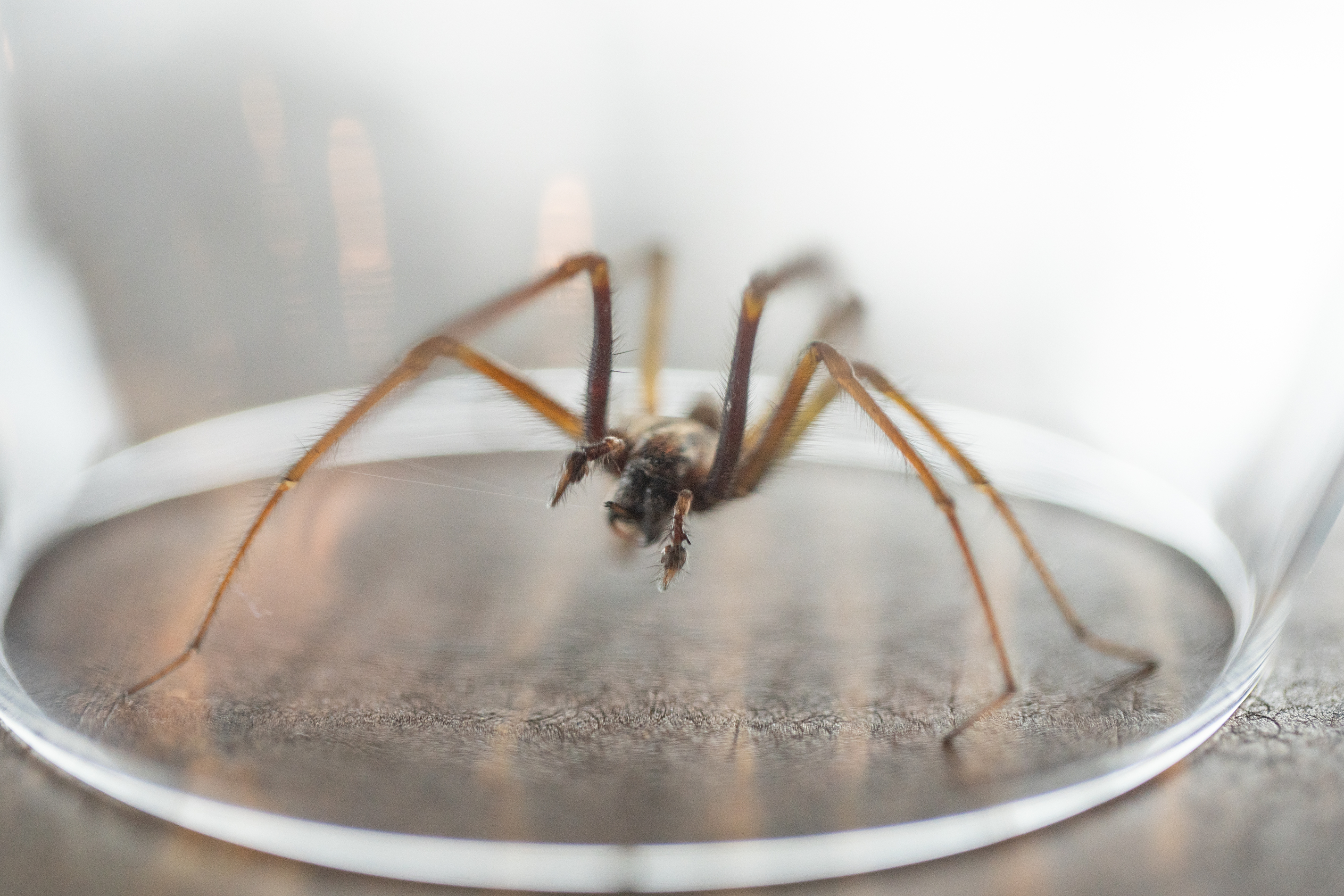 Oregon giant house spider - oregonlive.com