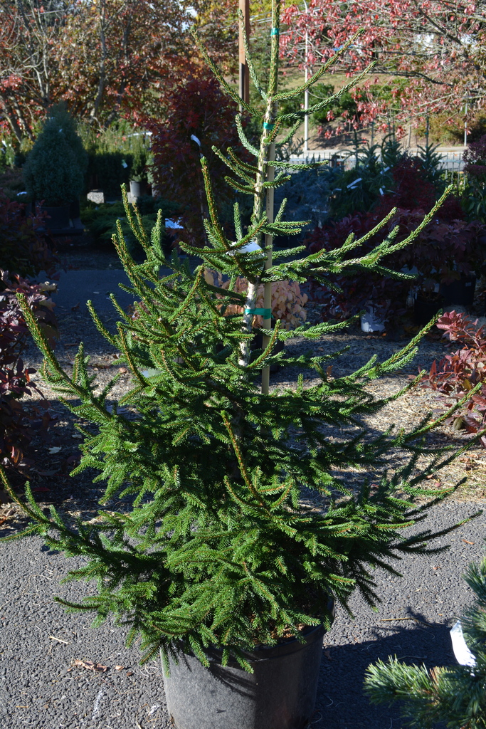 2020 Christmas trees in Oregon
