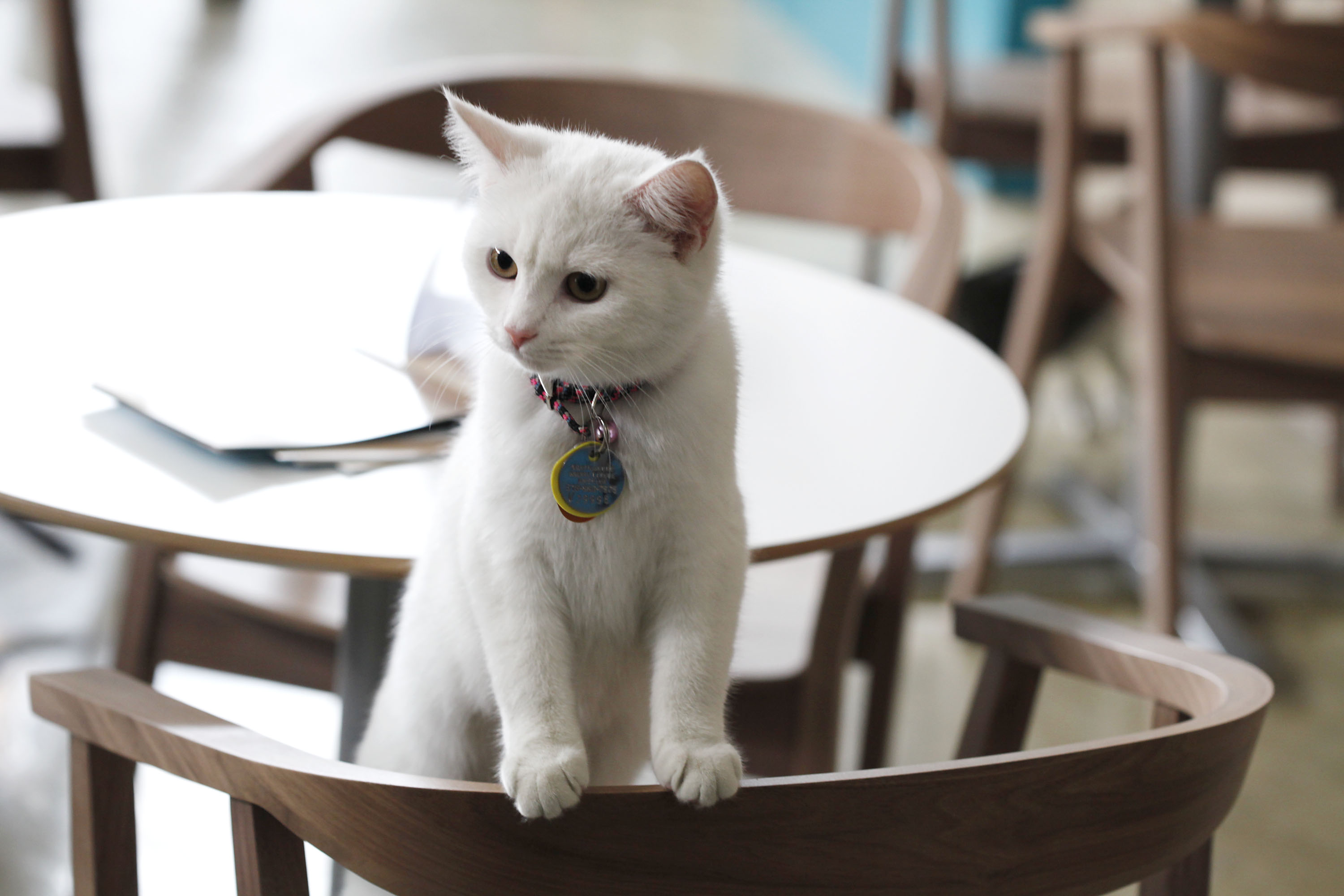 Котокафе кошка. Котики котокафе. Кошачье кафе. Кафе с кошками. Кошка в ресторане.