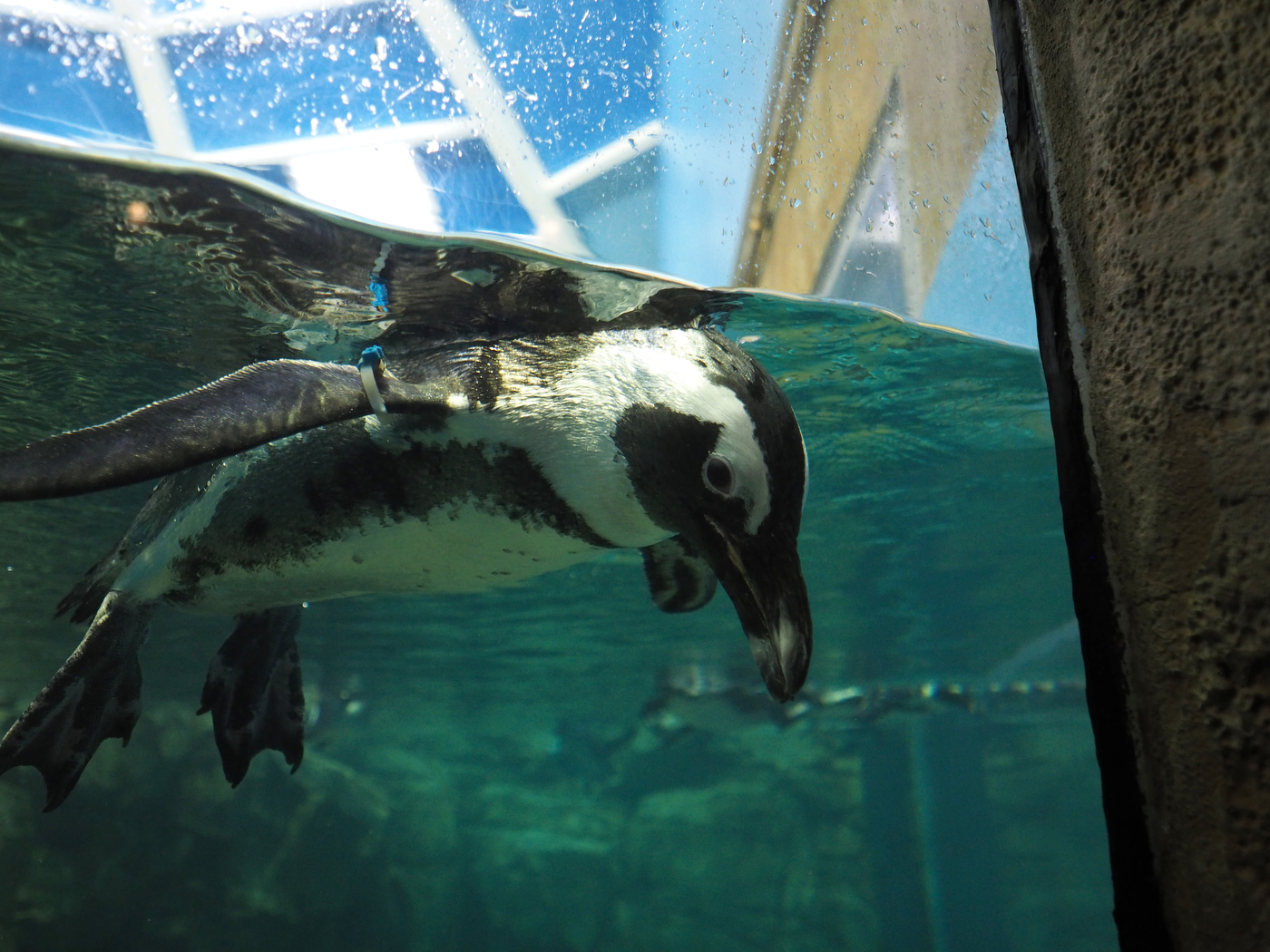 Turtle Back Zoo reopens after pandemic restrictions lifted