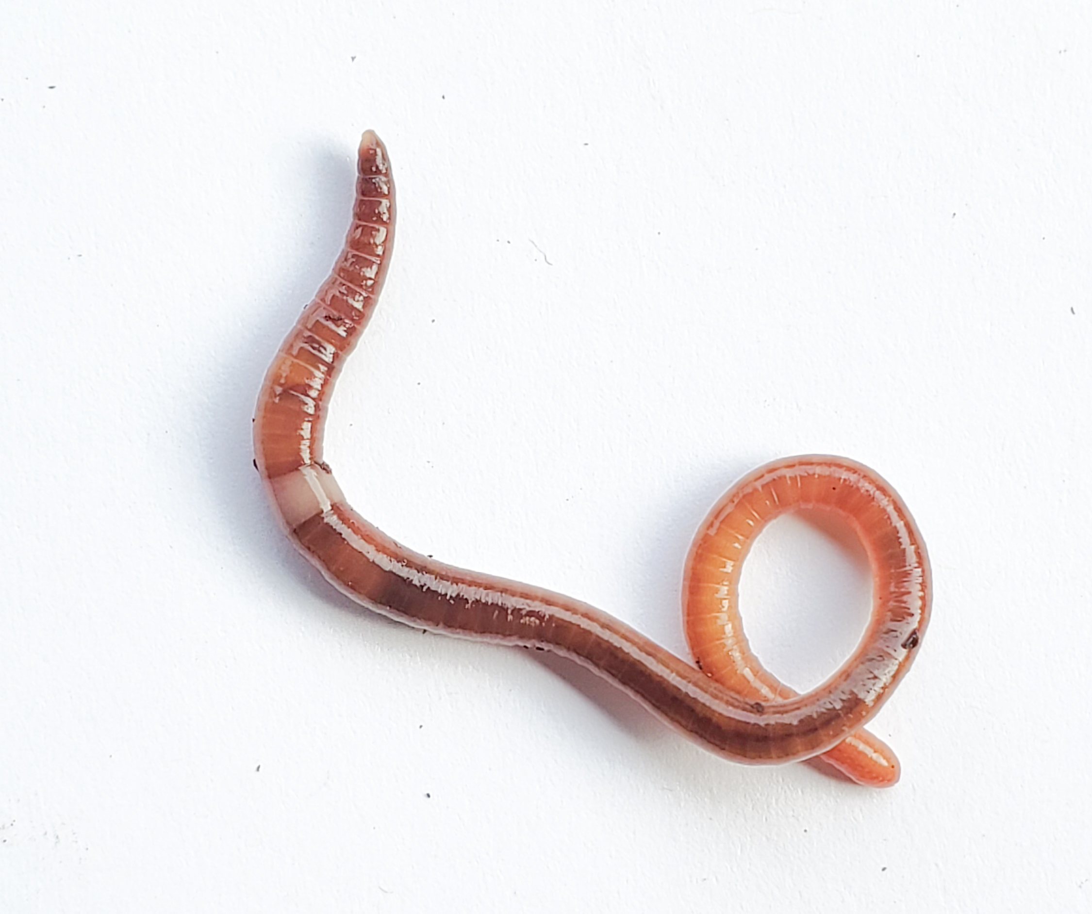 Invasive jumping worms turn up in Willamette Valley gardens and