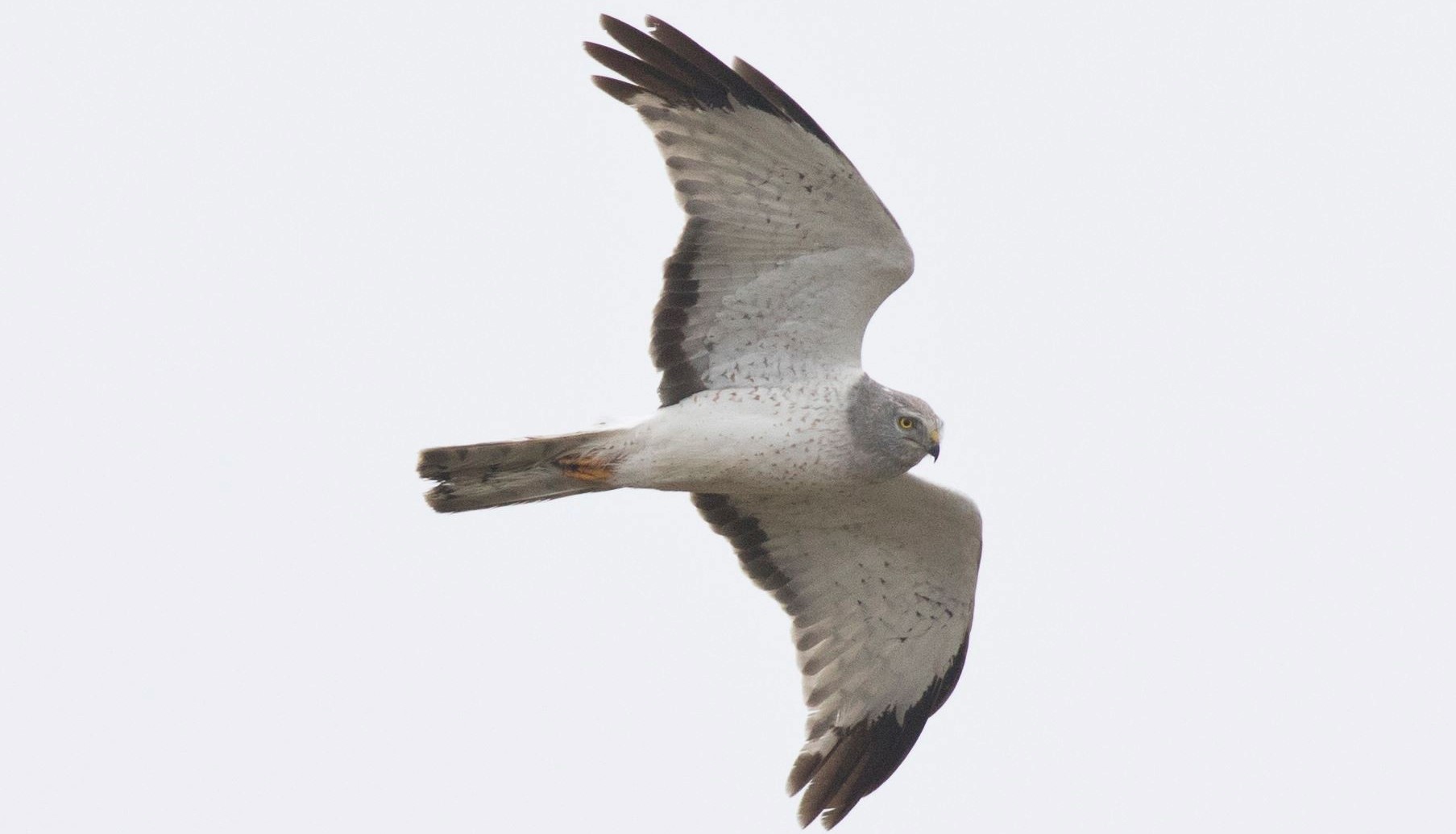 Look Up! Hawkwatch is here in New York