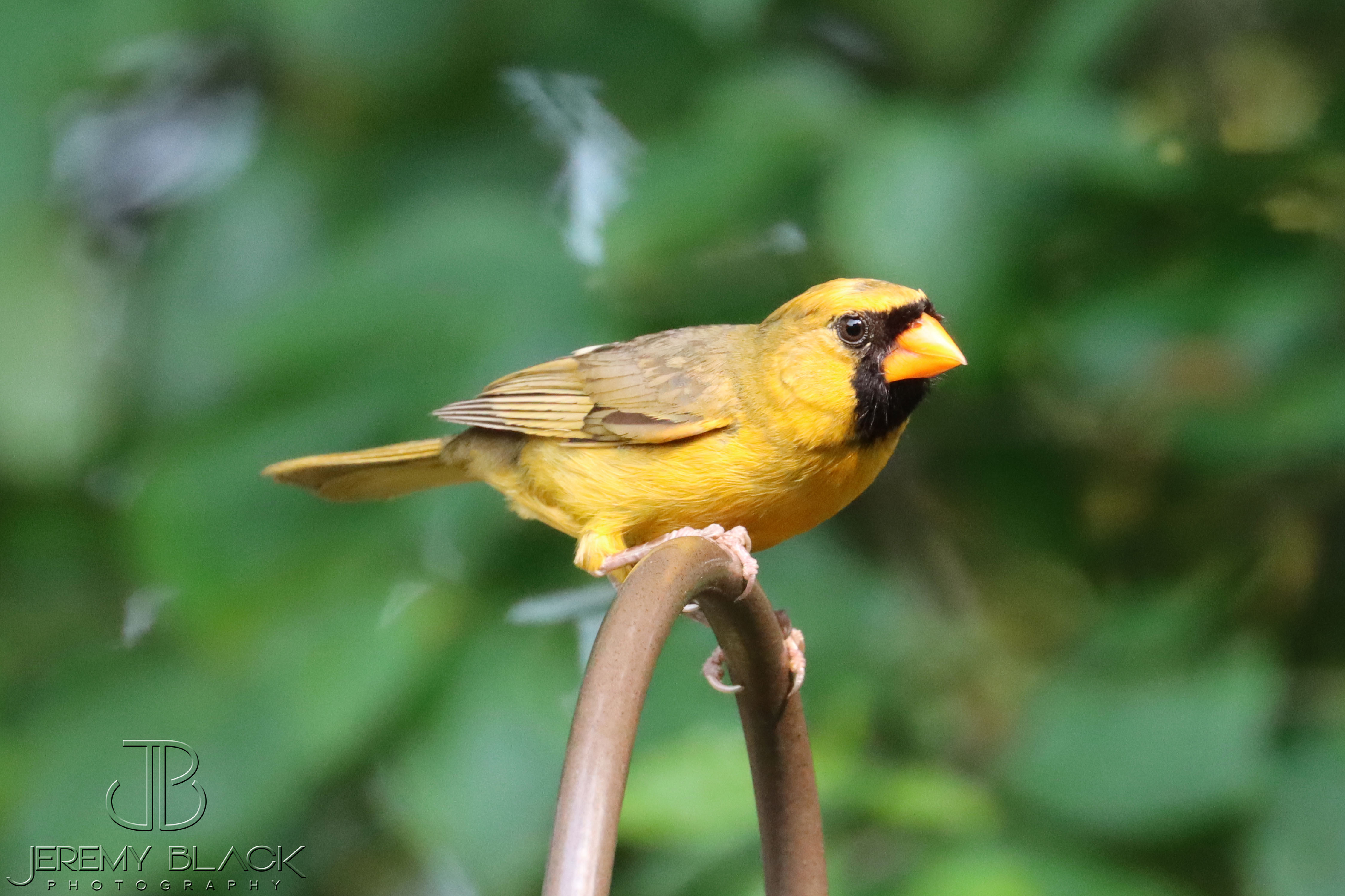 Yellow Northern Cardinal Mutation