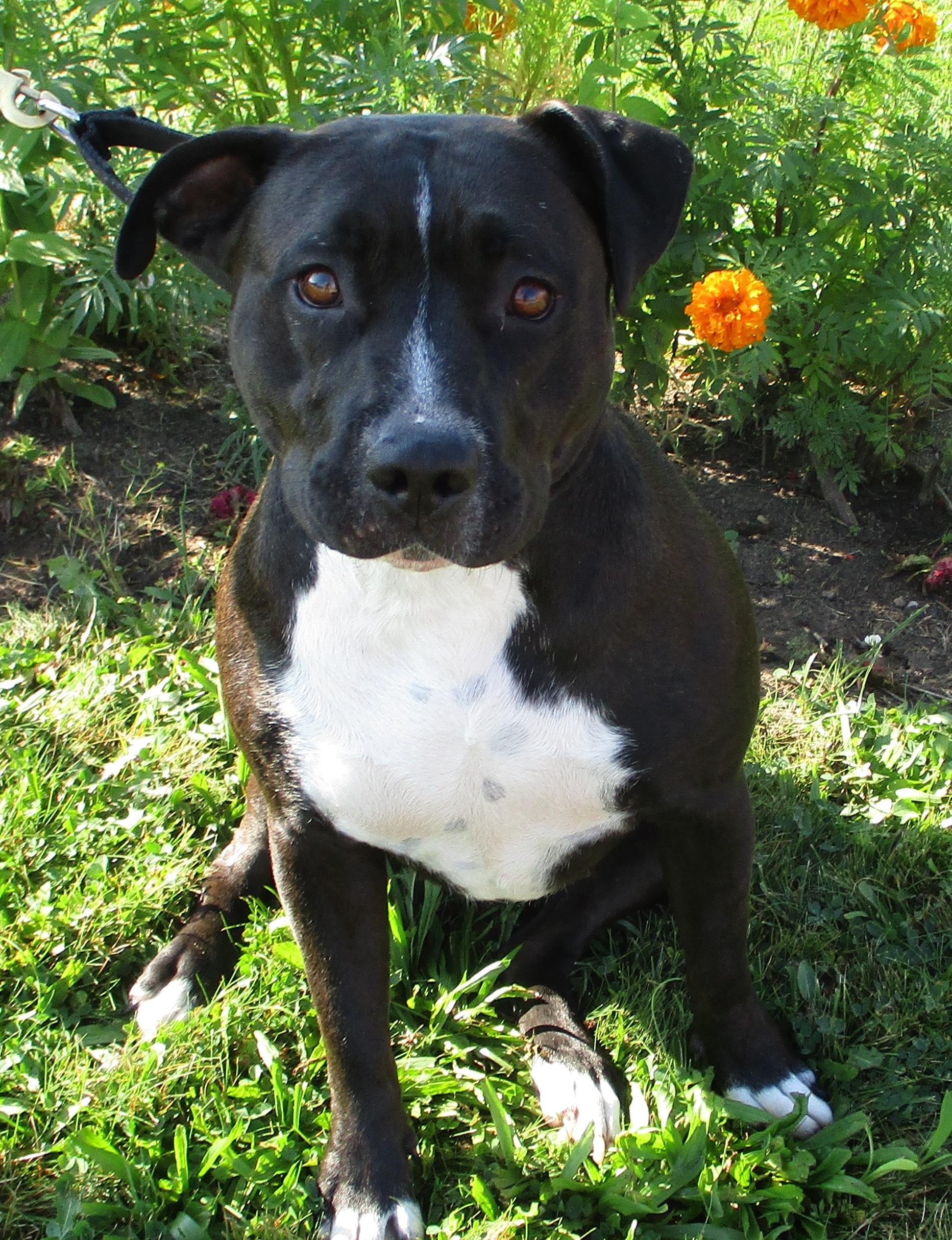 Prison inmates housing, training dogs to help adoption rates in Bay ...